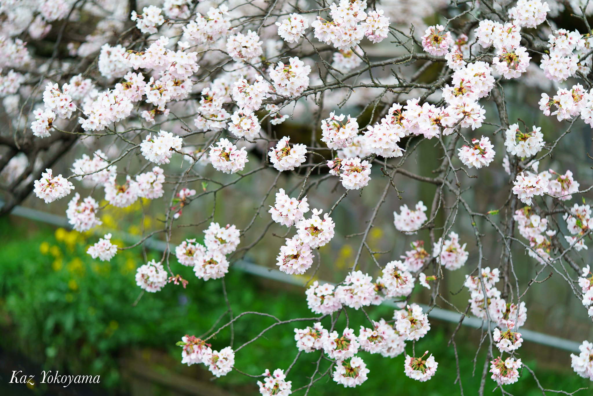 Sony a7S + Sony FE 90mm F2.8 Macro G OSS sample photo. Sakura photography