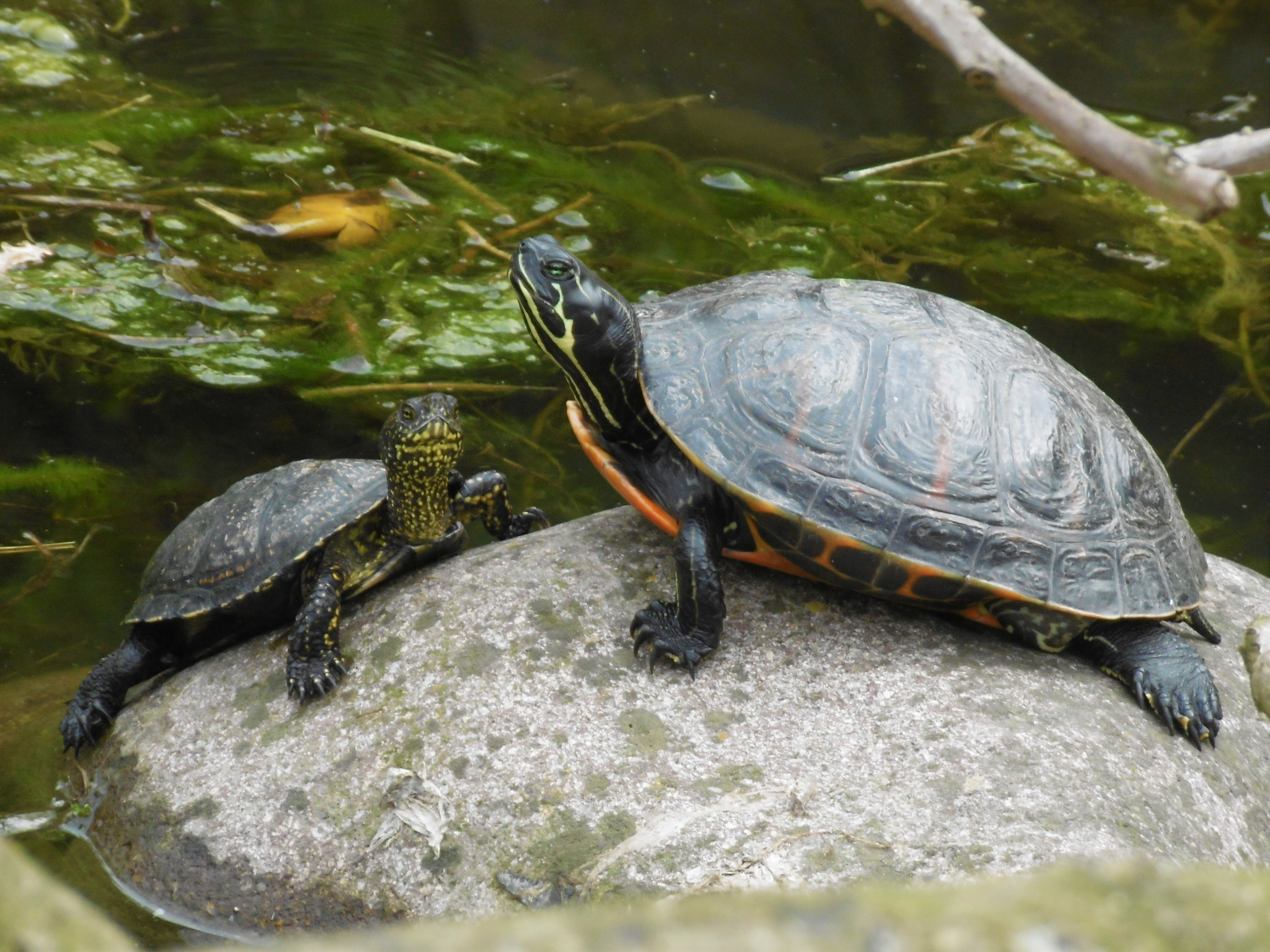 Panasonic DMC-SZ8 sample photo. Turtles relaxing photography