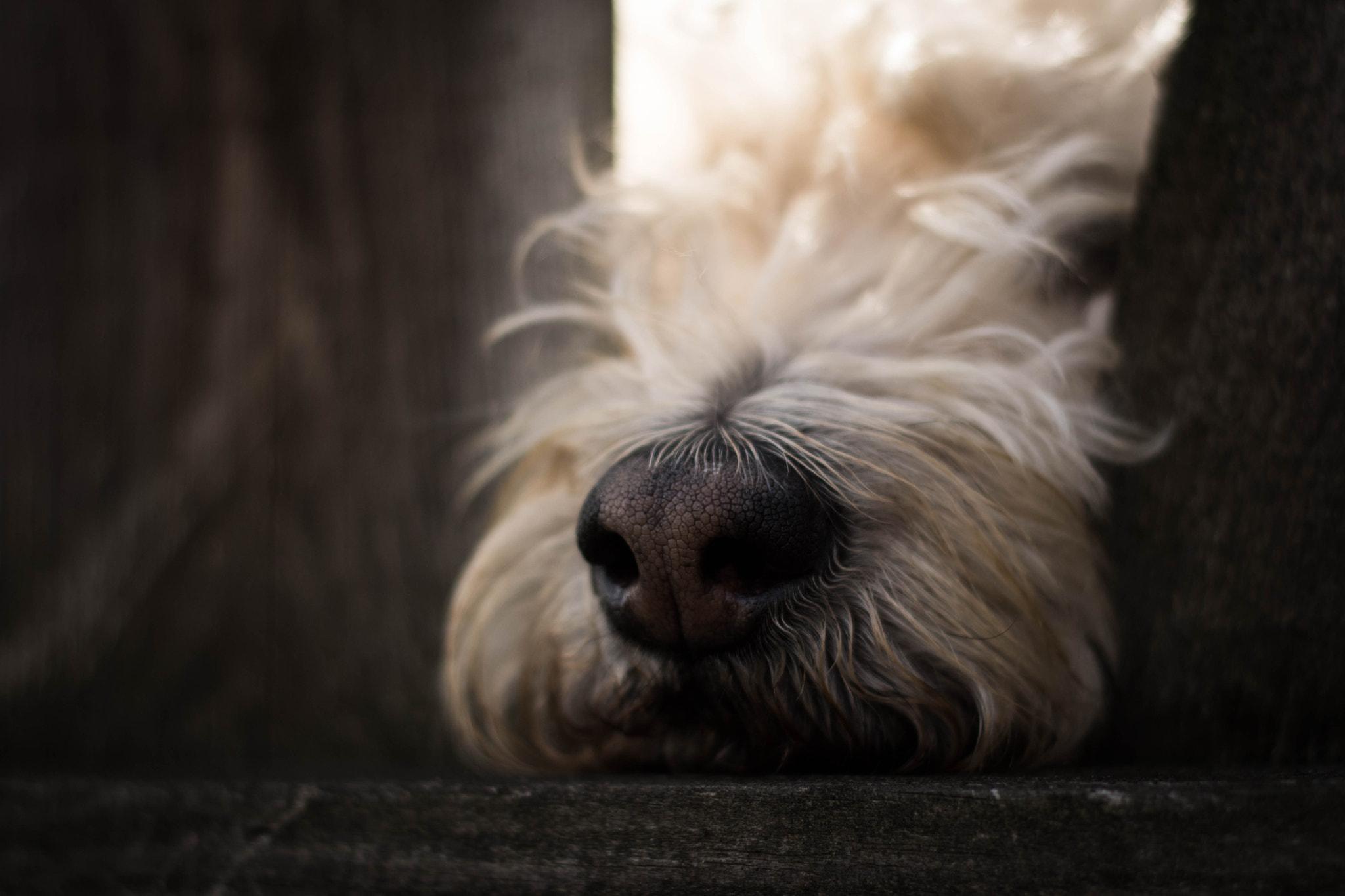 Nikon D5500 + Nikon AF Nikkor 50mm F1.8D sample photo. Sweet nose photography