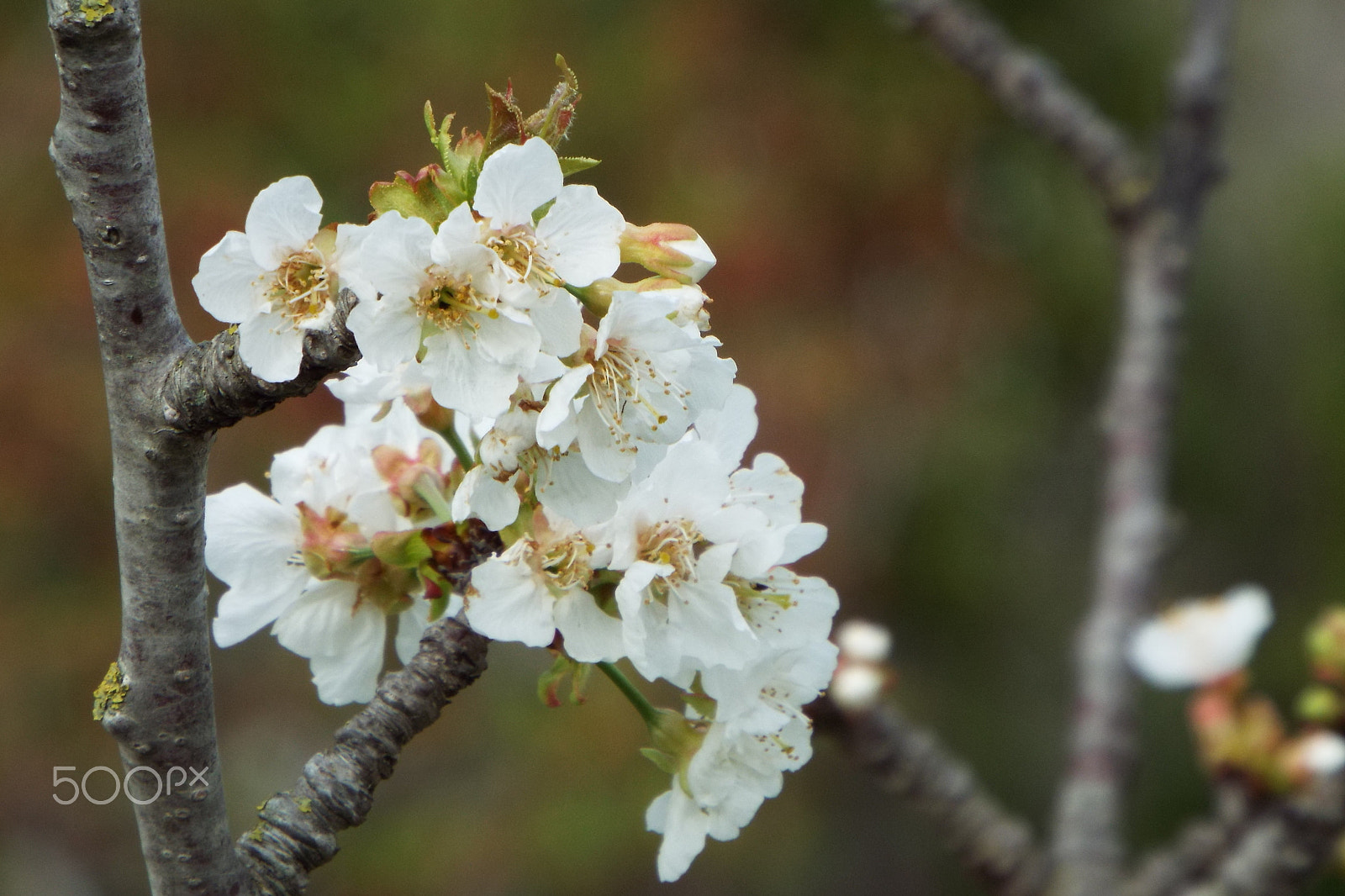 Fujifilm FinePix S9800 sample photo. Spring colors photography