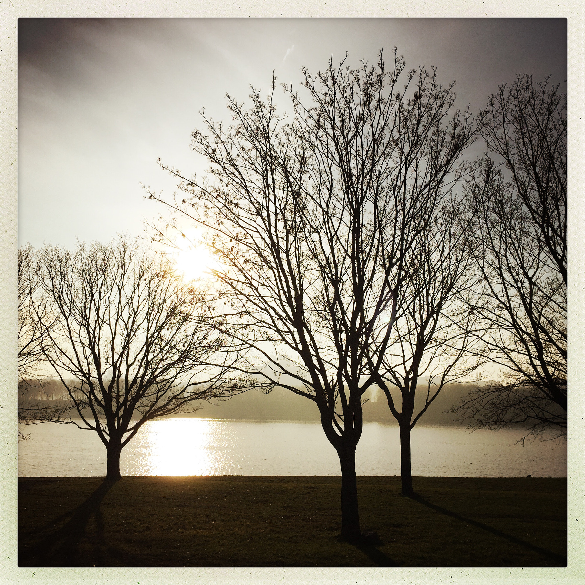 Hipstamatic 302 sample photo. Trees in winter photography