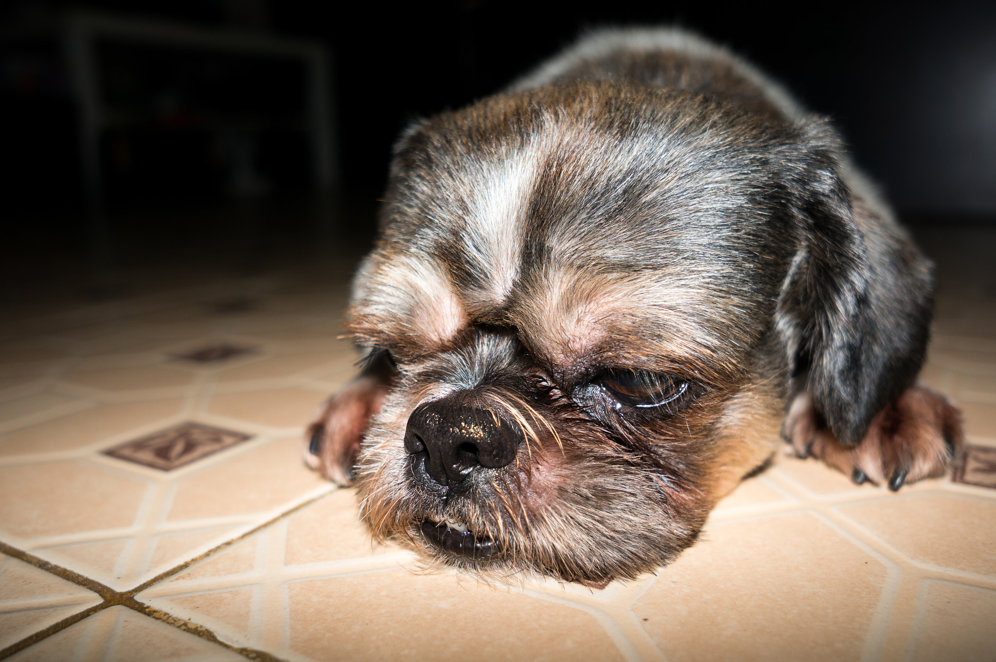 Sony Alpha NEX-5T + Sigma 19mm F2.8 EX DN sample photo. Dog succi photography