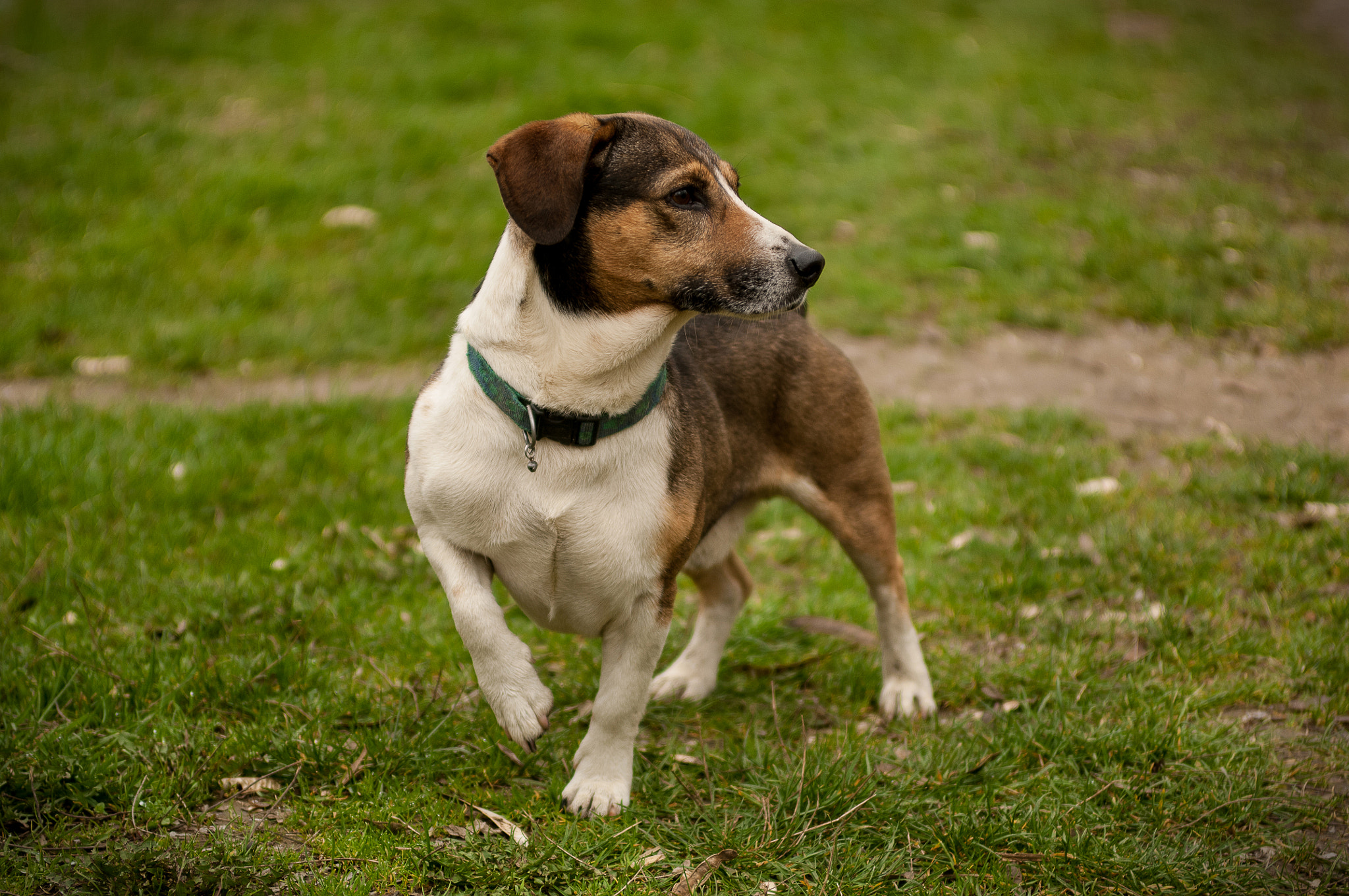 Nikon AF-S Nikkor 28-70mm F2.8 ED-IF sample photo. Dog photography