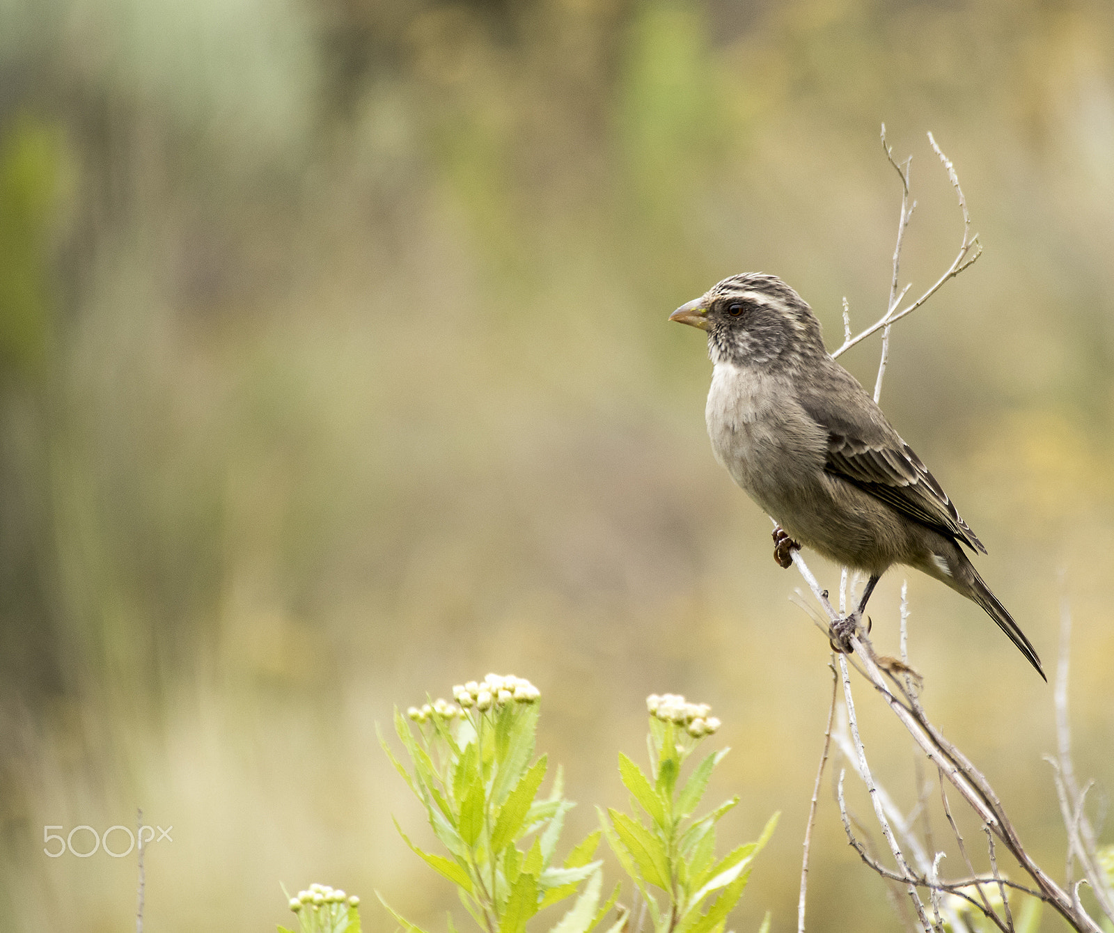 Sigma 18-250mm F3.5-6.3 DC OS HSM sample photo. Protea canary photography
