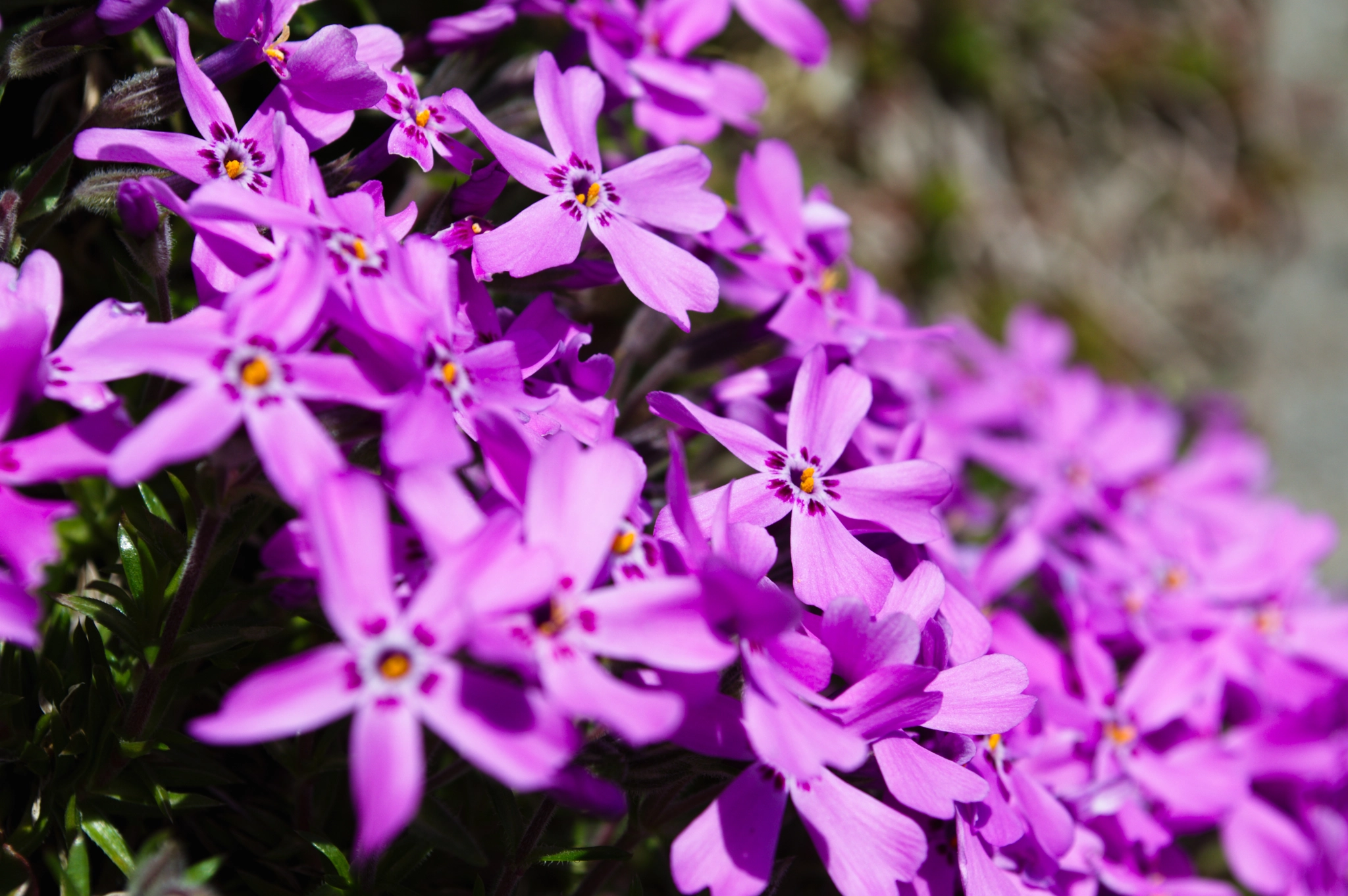 18.00 - 55.00 mm f/3.5 - 5.6 sample photo. Blooming spring photography