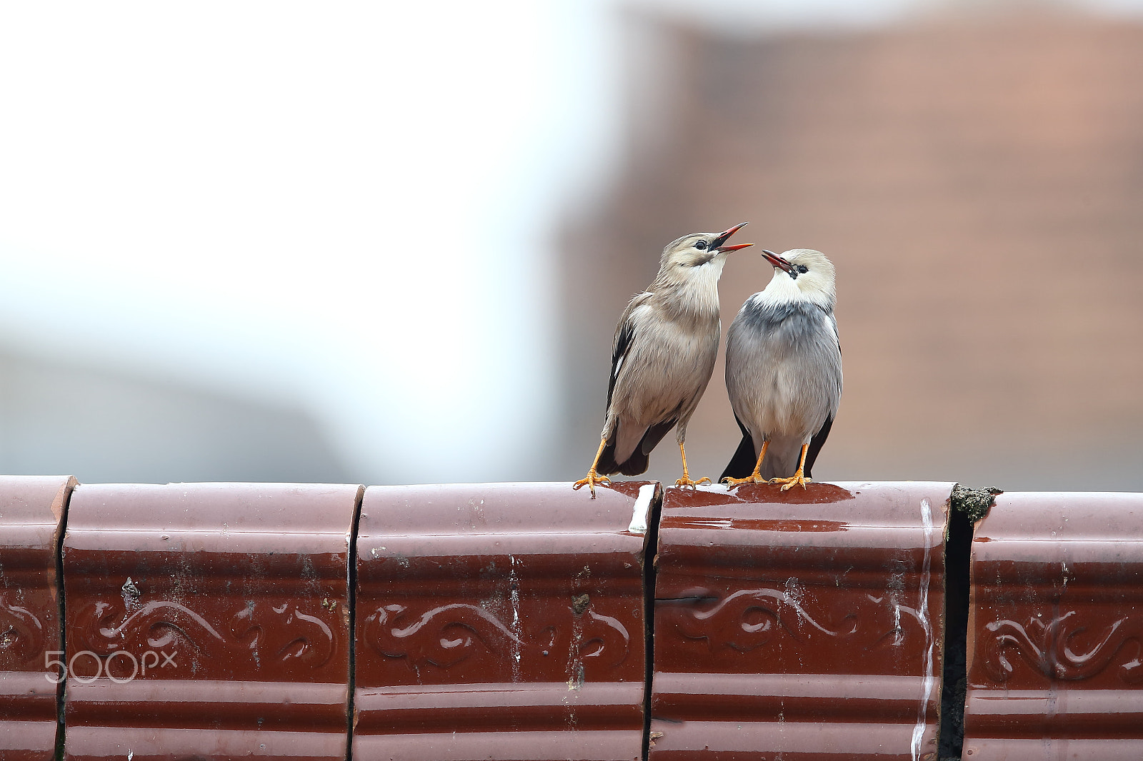 Canon EF 400mm F2.8L IS II USM sample photo. Bs3p0719.jpg photography
