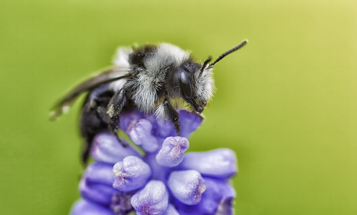Canon EF 180mm F3.5L Macro USM sample photo. Bee photography