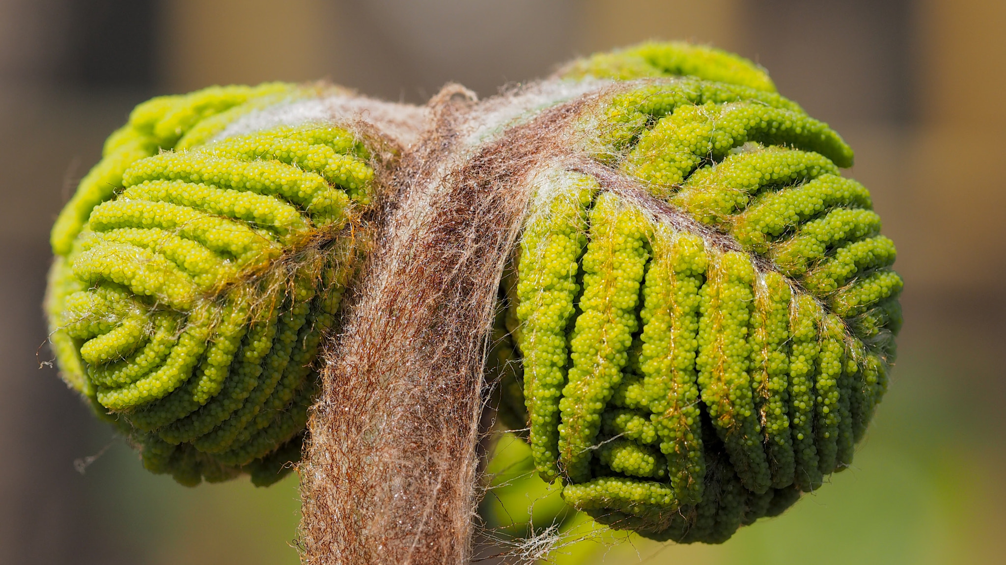 Olympus PEN E-PL7 sample photo. A sprout of osmunda japonica photography