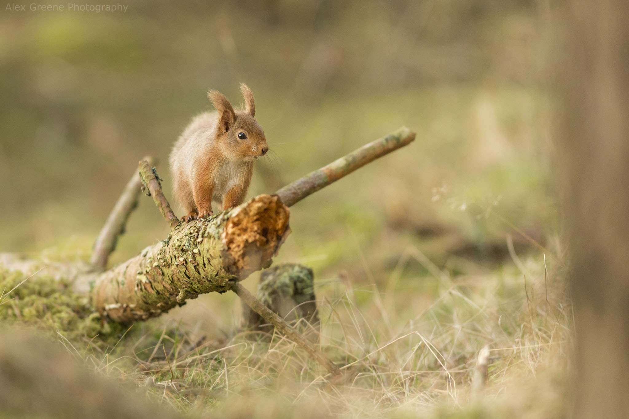 Nikon AF-S Nikkor 300mm F2.8G ED-IF VR sample photo. A watchful eye photography