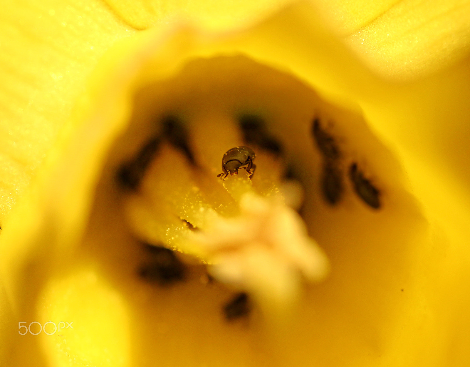 Sigma 105mm F2.8 EX DG OS HSM sample photo. Daffodil visitor photography