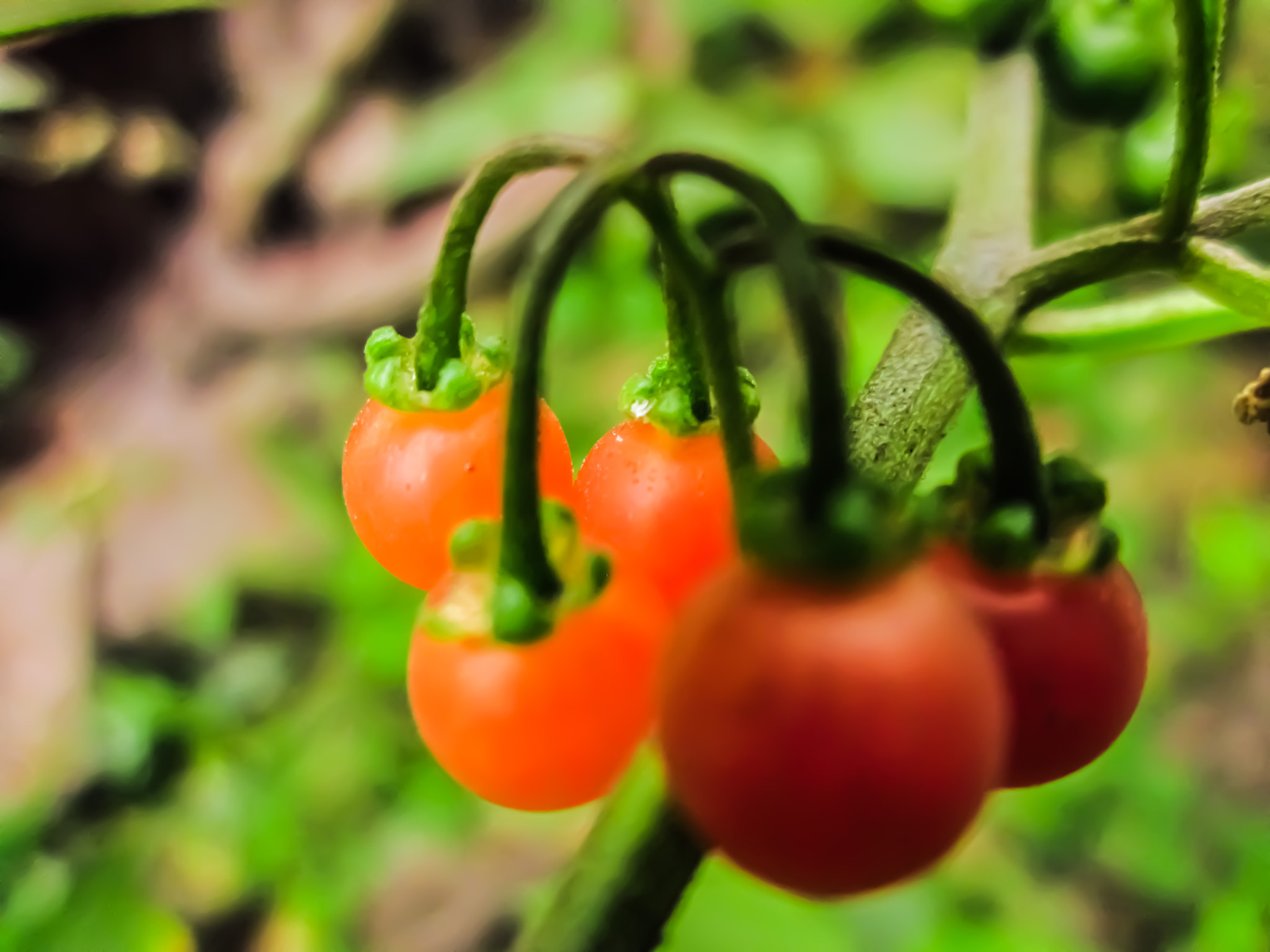 Canon PowerShot A1200 sample photo. Tiny wild fruits photography