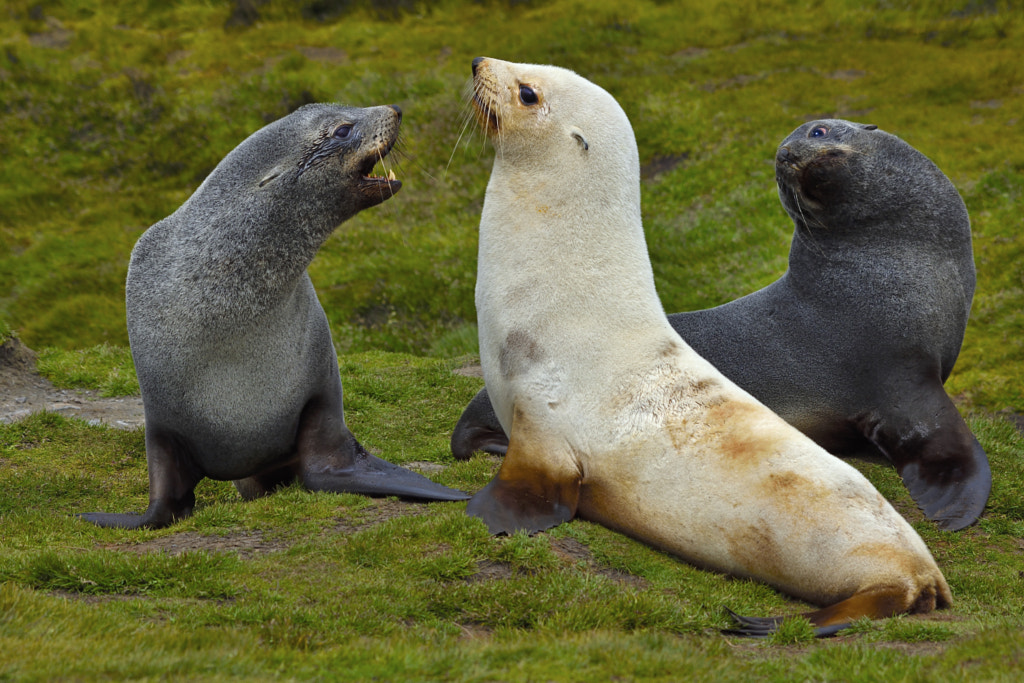 what do sea lions look like Sea lion Vs Walrus