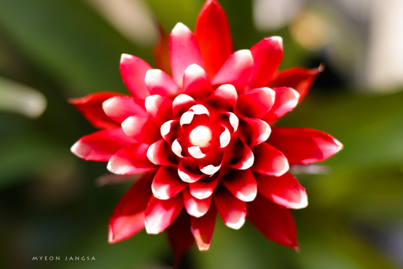 Canon EOS M + Canon EF 50mm F1.8 STM sample photo. Beautiful memories photography