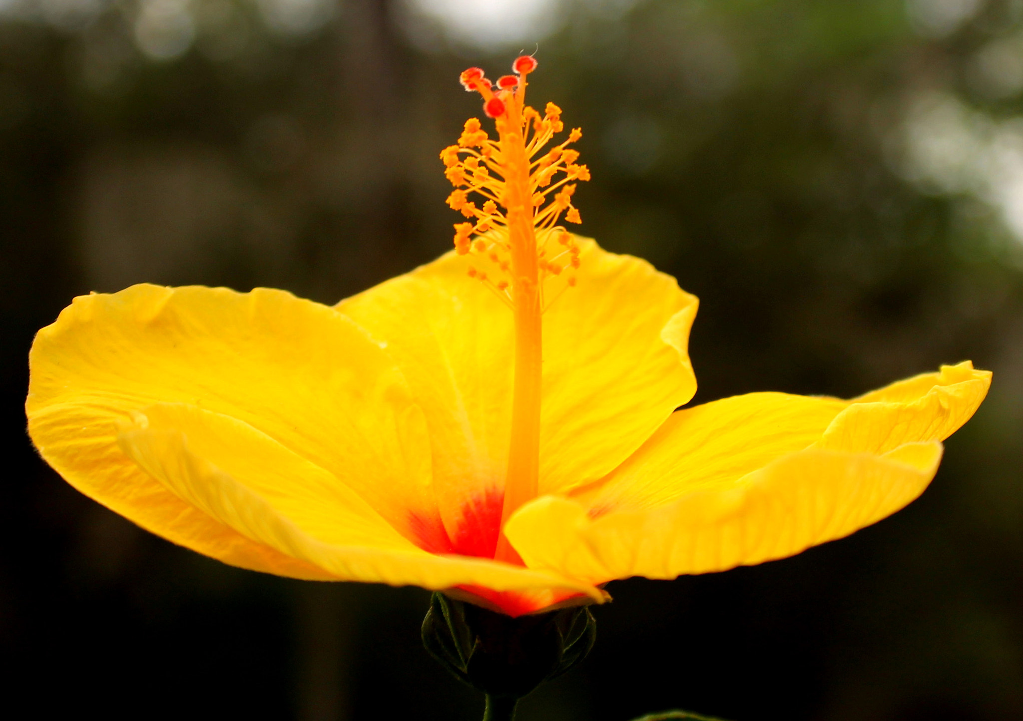 Canon EF-S 18-55mm F3.5-5.6 sample photo. 4.jpg photography