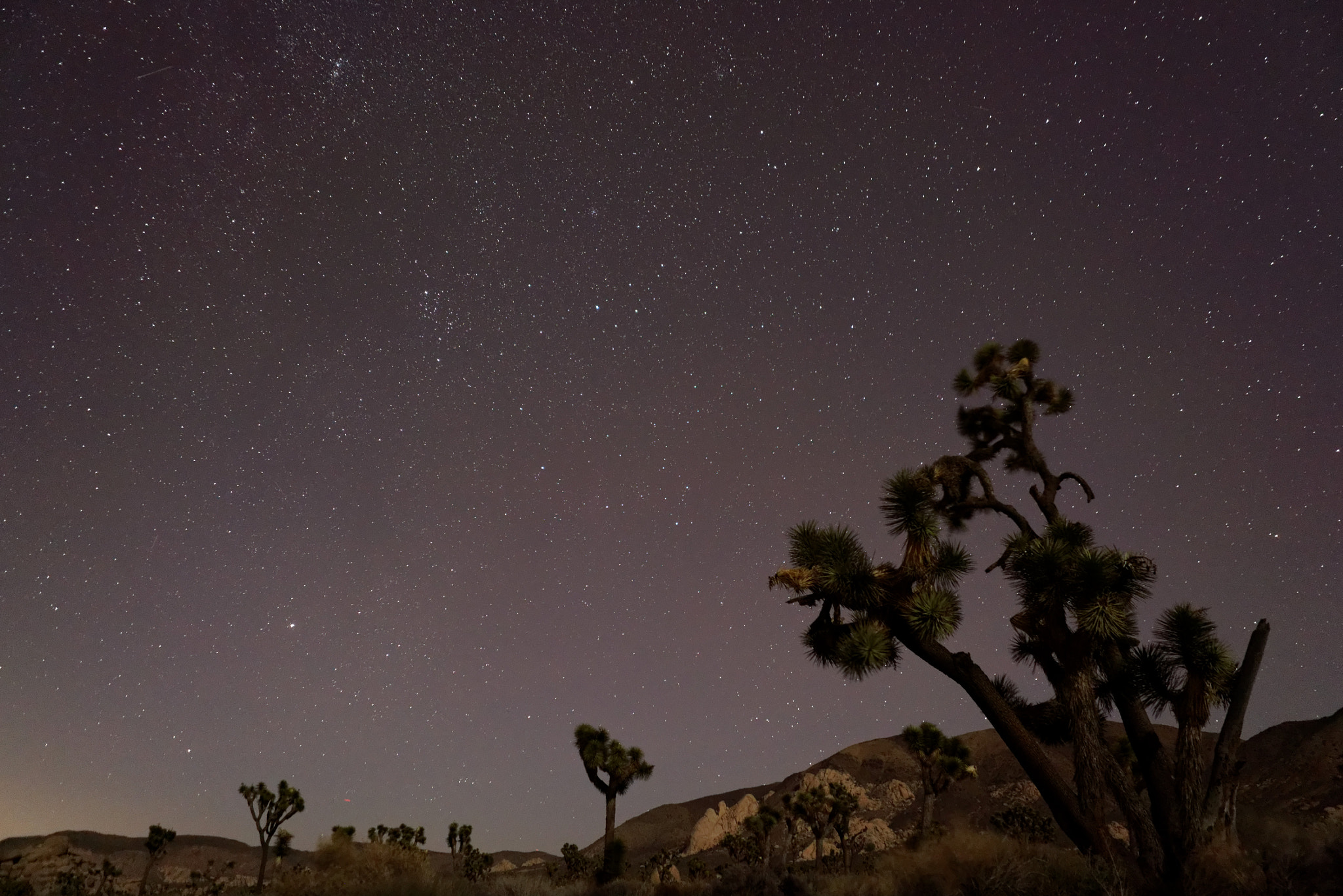 Sony a7R II + Sony FE 28mm F2 sample photo. Stars over joshua tree national parc photography