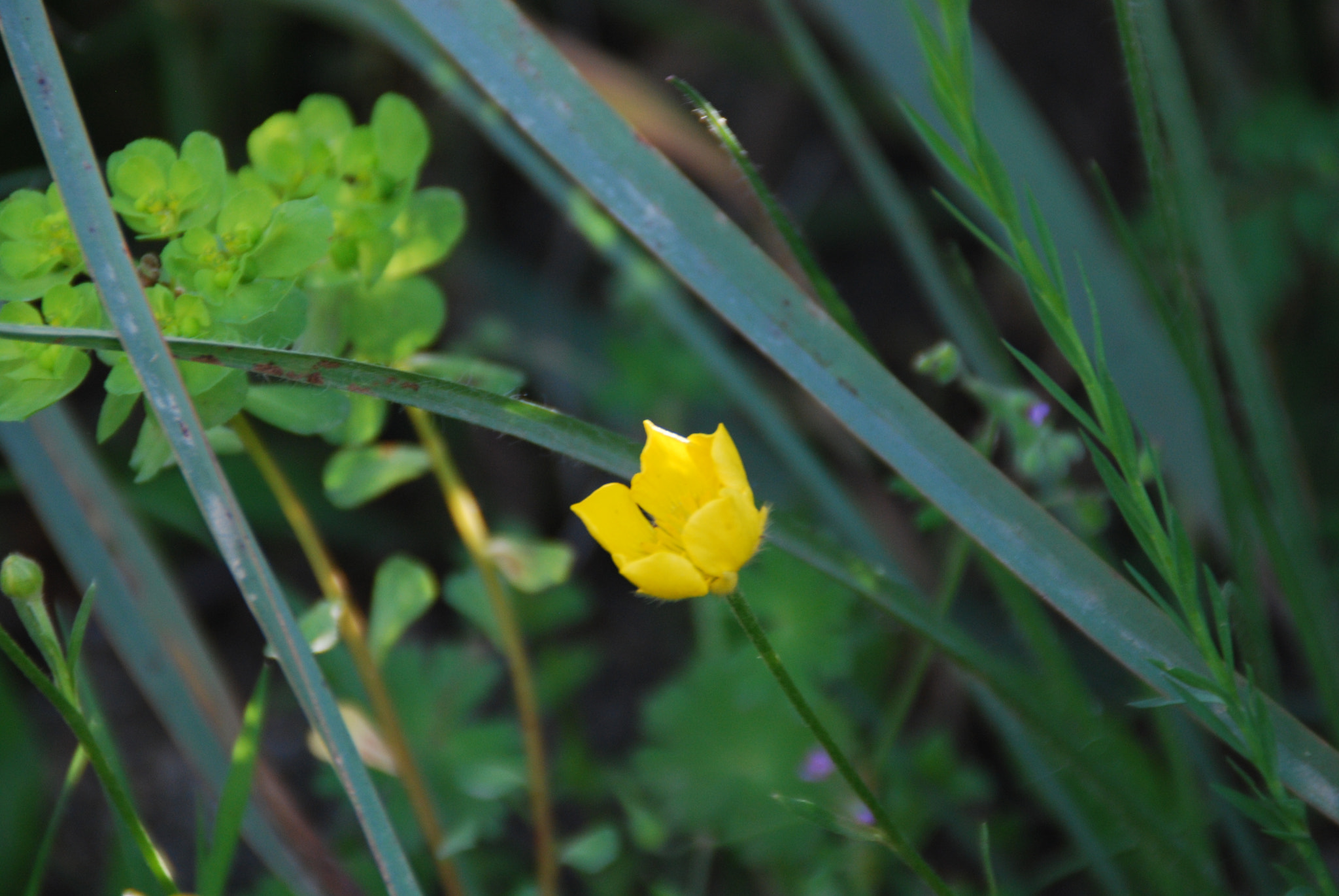 Nikon D60 sample photo. Tulipano selvatico photography