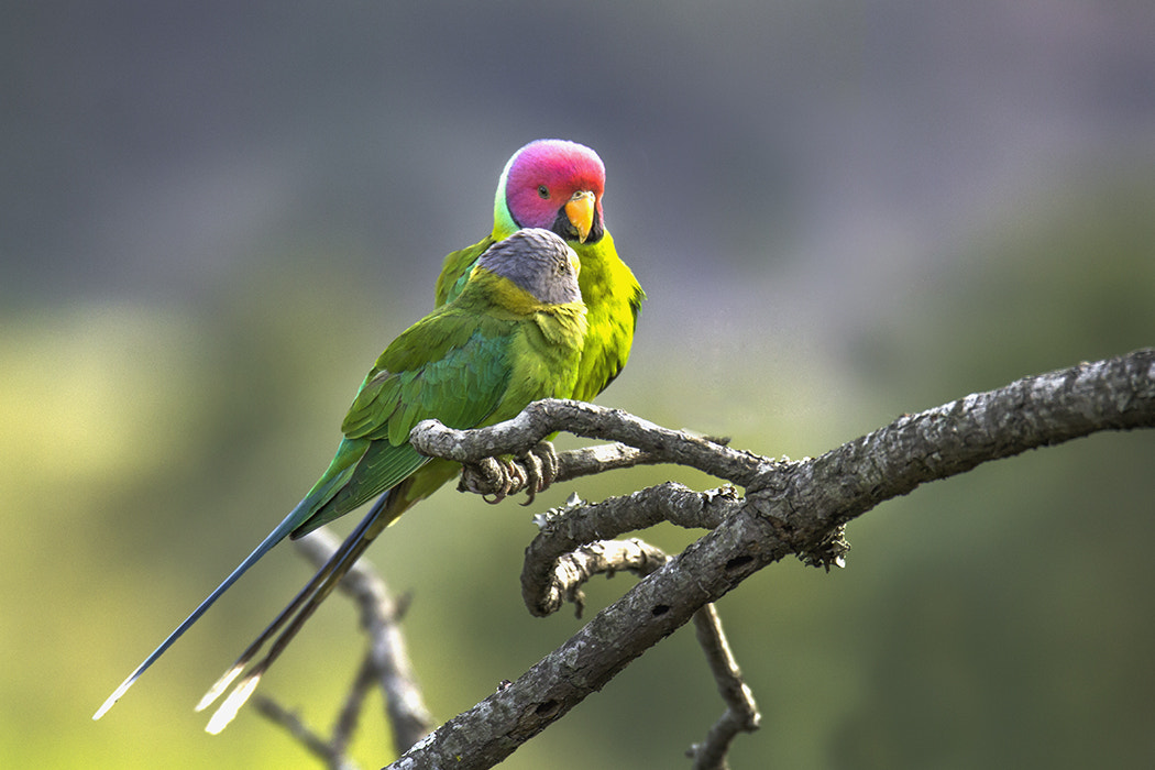 Canon EOS 60D + Sigma 150-600mm F5-6.3 DG OS HSM | C sample photo. Plum-headed parakeet photography