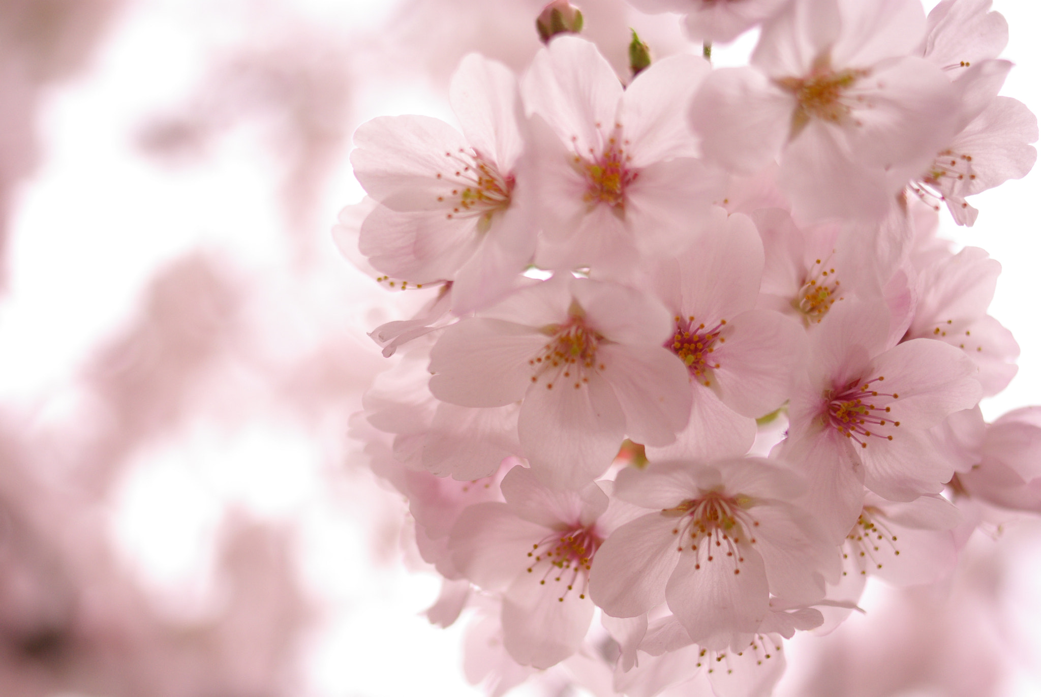 Pentax K10D + Pentax smc DA 35mm F2.4 AL sample photo. 桜(cherry blossoms) photography