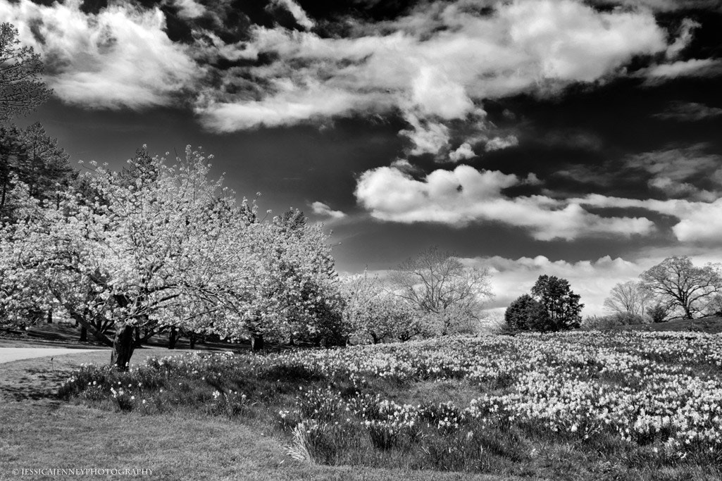 Sigma 17-70mm F2.8-4 DC Macro OS HSM sample photo. Daffodil hill photography