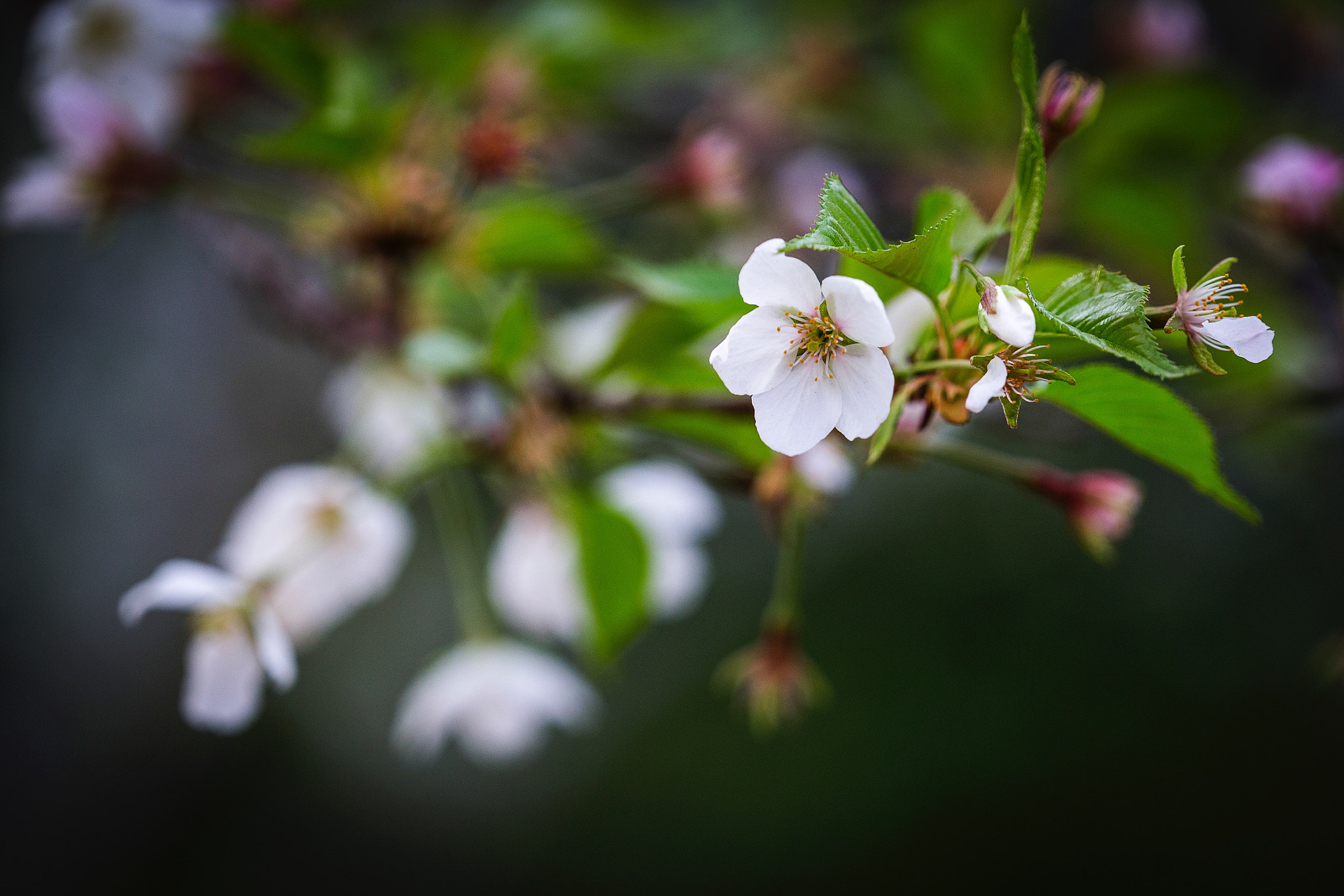 Canon EF 180mm F3.5L Macro USM sample photo. 花 photography