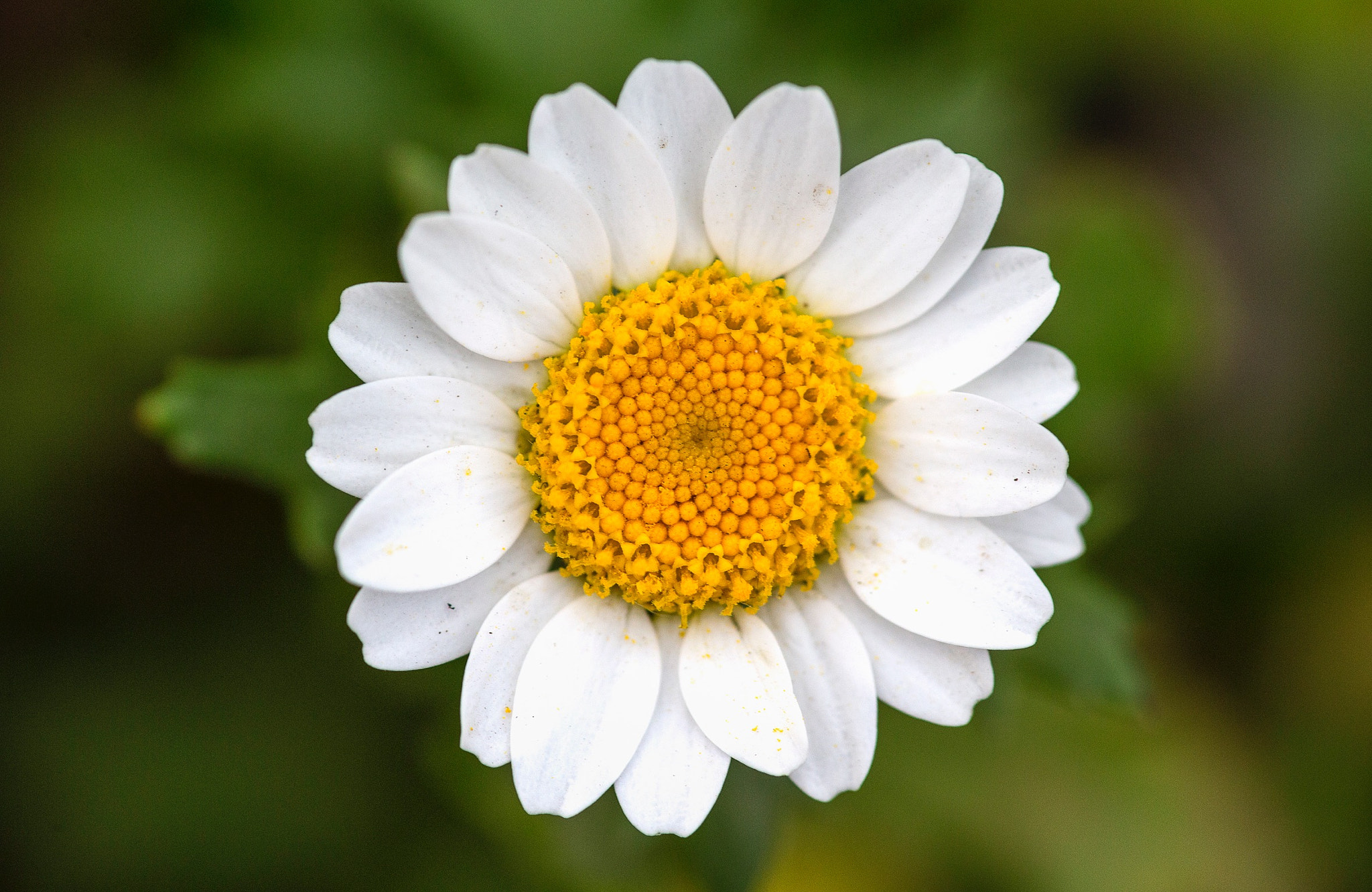 Canon EF 180mm F3.5L Macro USM sample photo. 花 photography