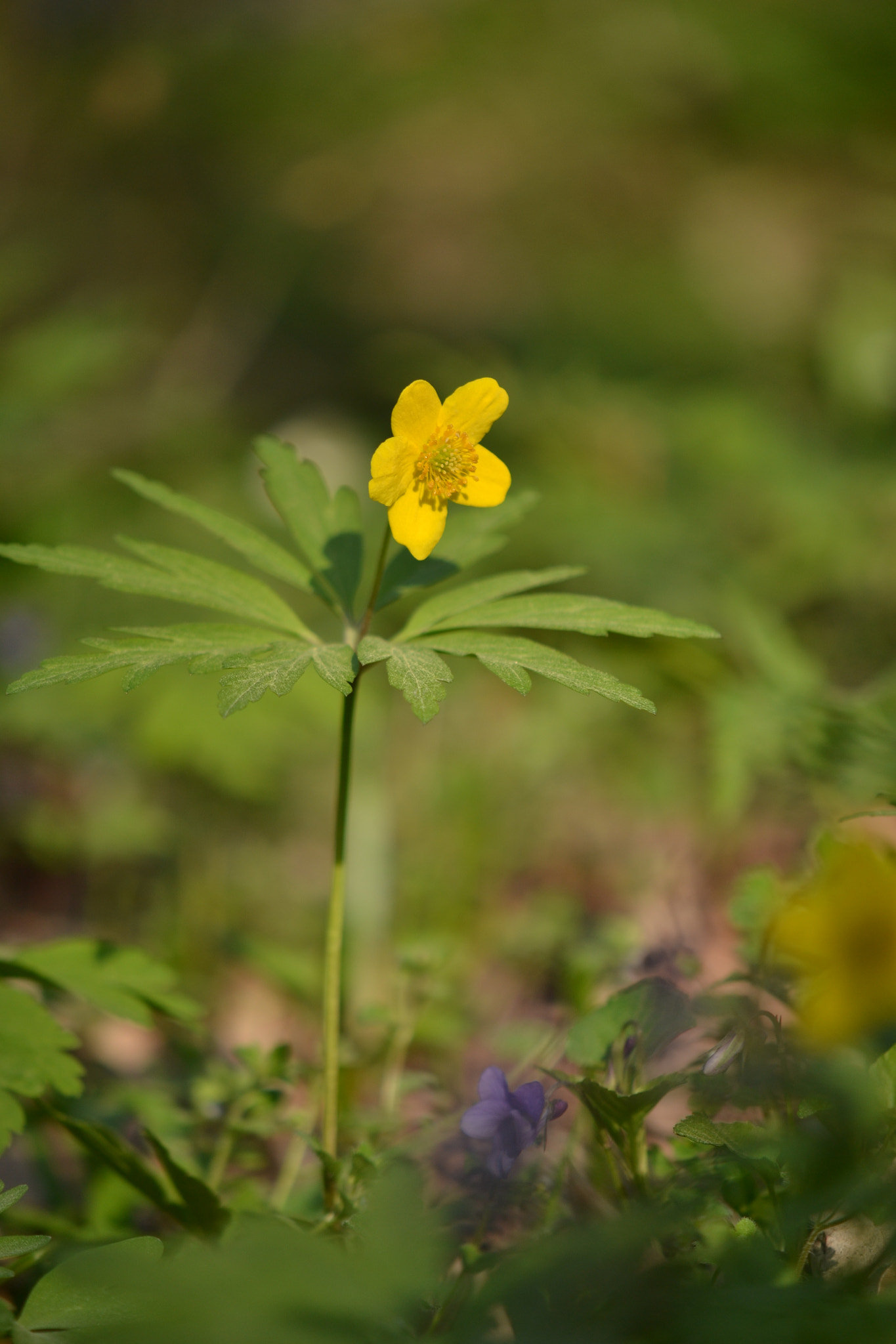 Nikon AF-S DX Micro-Nikkor 85mm F3.5G ED VR sample photo. Anemone ranunculoides photography