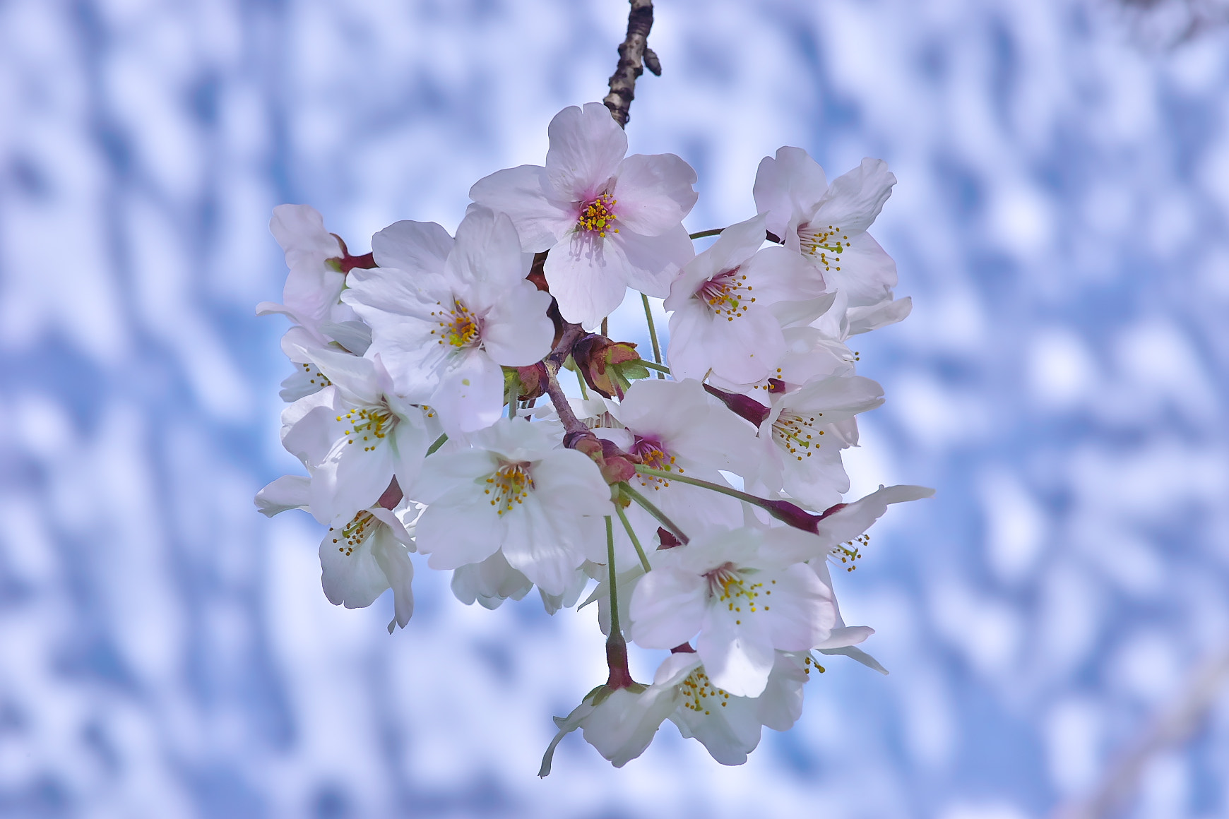 135mm F2.8[T4.5] STF sample photo. Cherry tree blooms 1 photography