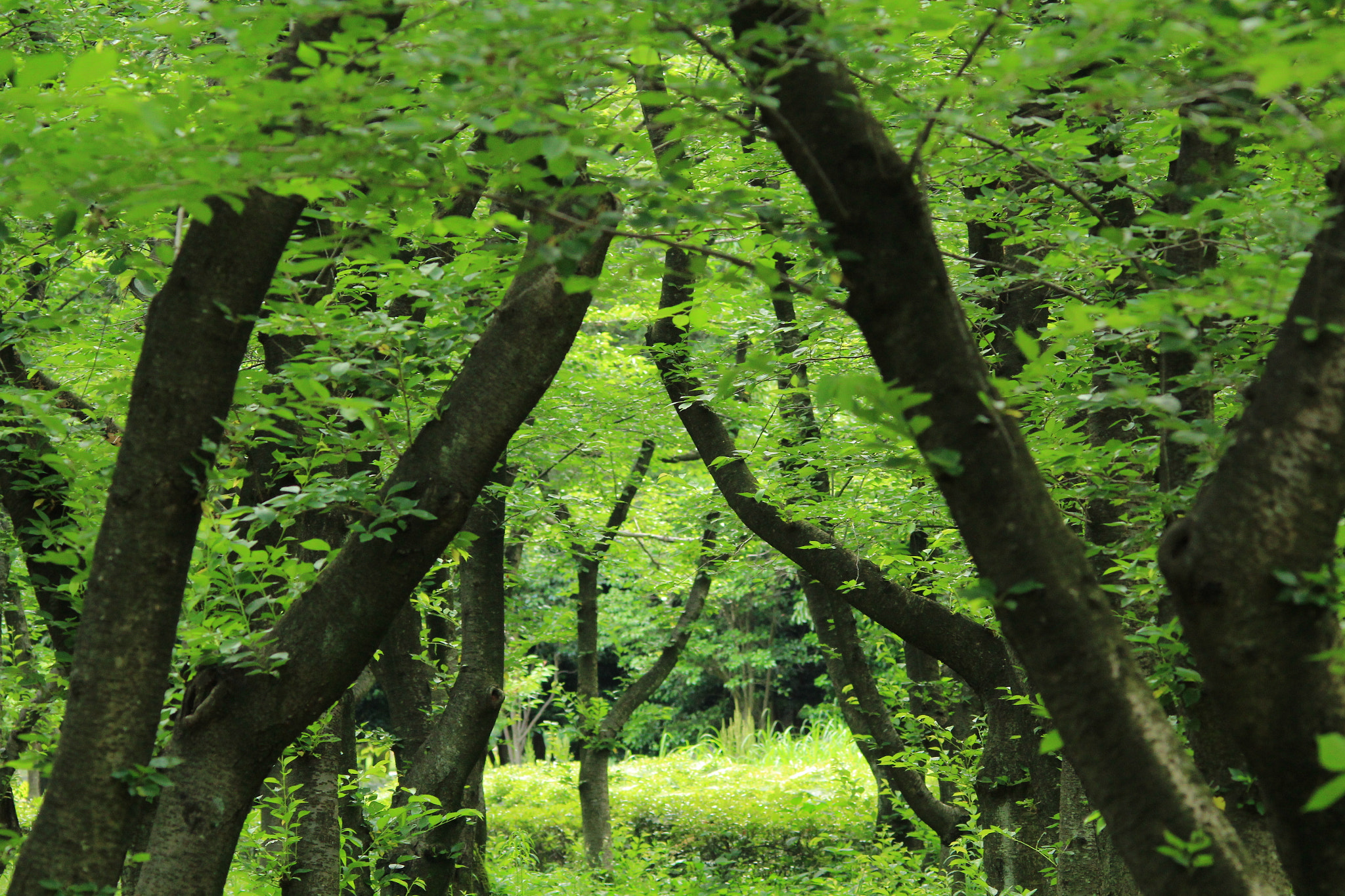 Sigma 150-500mm F5-6.3 DG OS HSM sample photo. 森の中へ photography