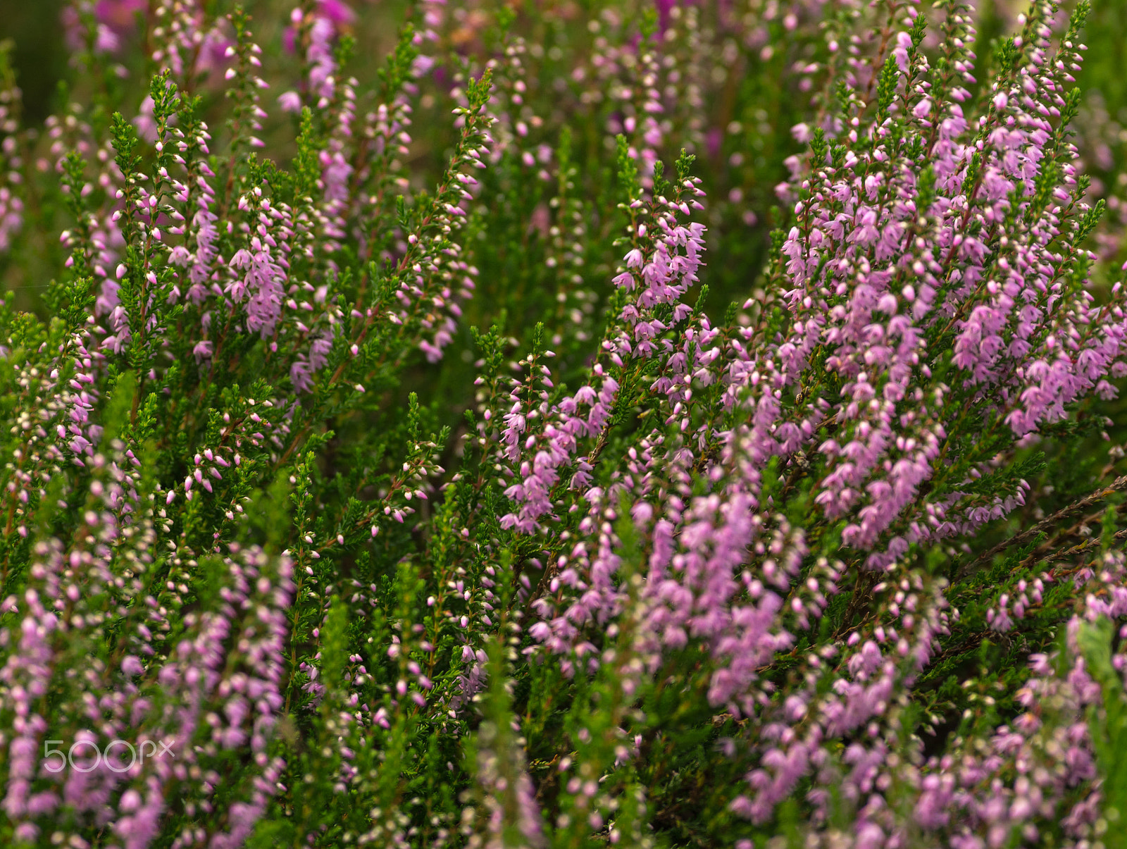 Pentax smc DA* 300mm F4.0 ED (IF) SDM sample photo. Heather photography