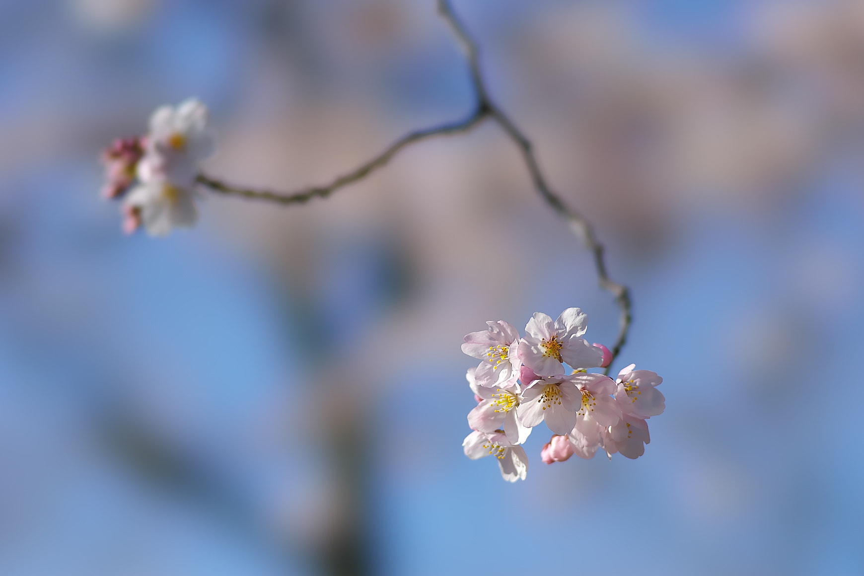 135mm F2.8[T4.5] STF sample photo. Cherry tree blooms 2 photography