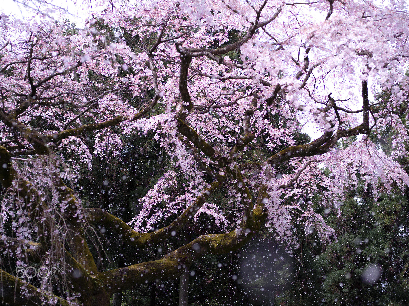 Pentax 645D sample photo. Sakura snow , japan photography