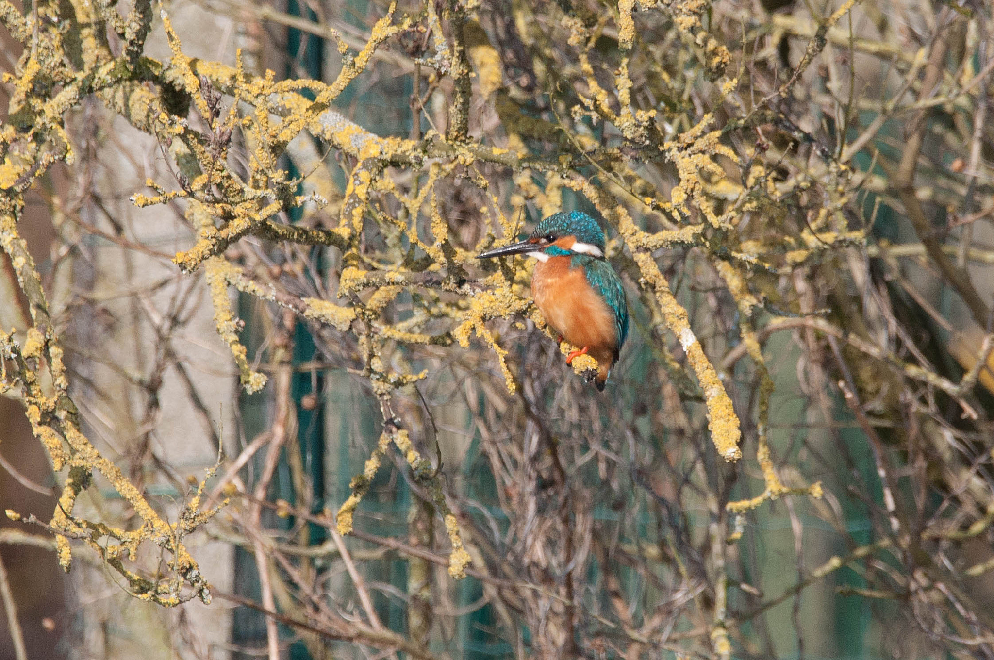 Sigma 150-600mm F5-6.3 DG OS HSM | C sample photo. Ijsvogel photography