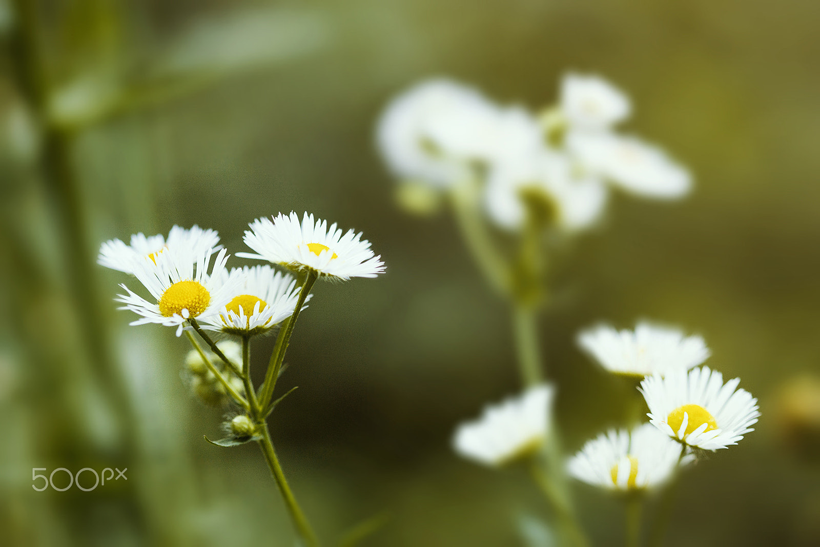 Canon EF 100mm F2.8 Macro USM sample photo. Springtime. photography