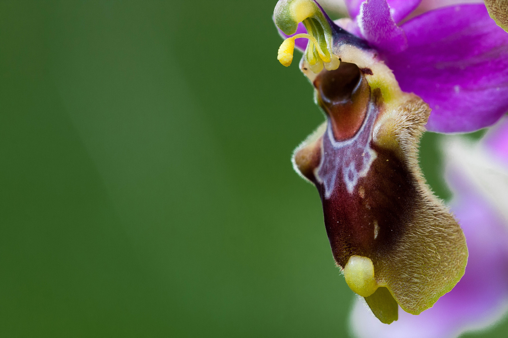Canon EOS 40D + Canon EF 100mm F2.8L Macro IS USM sample photo. Orchis tenthredinifera photography