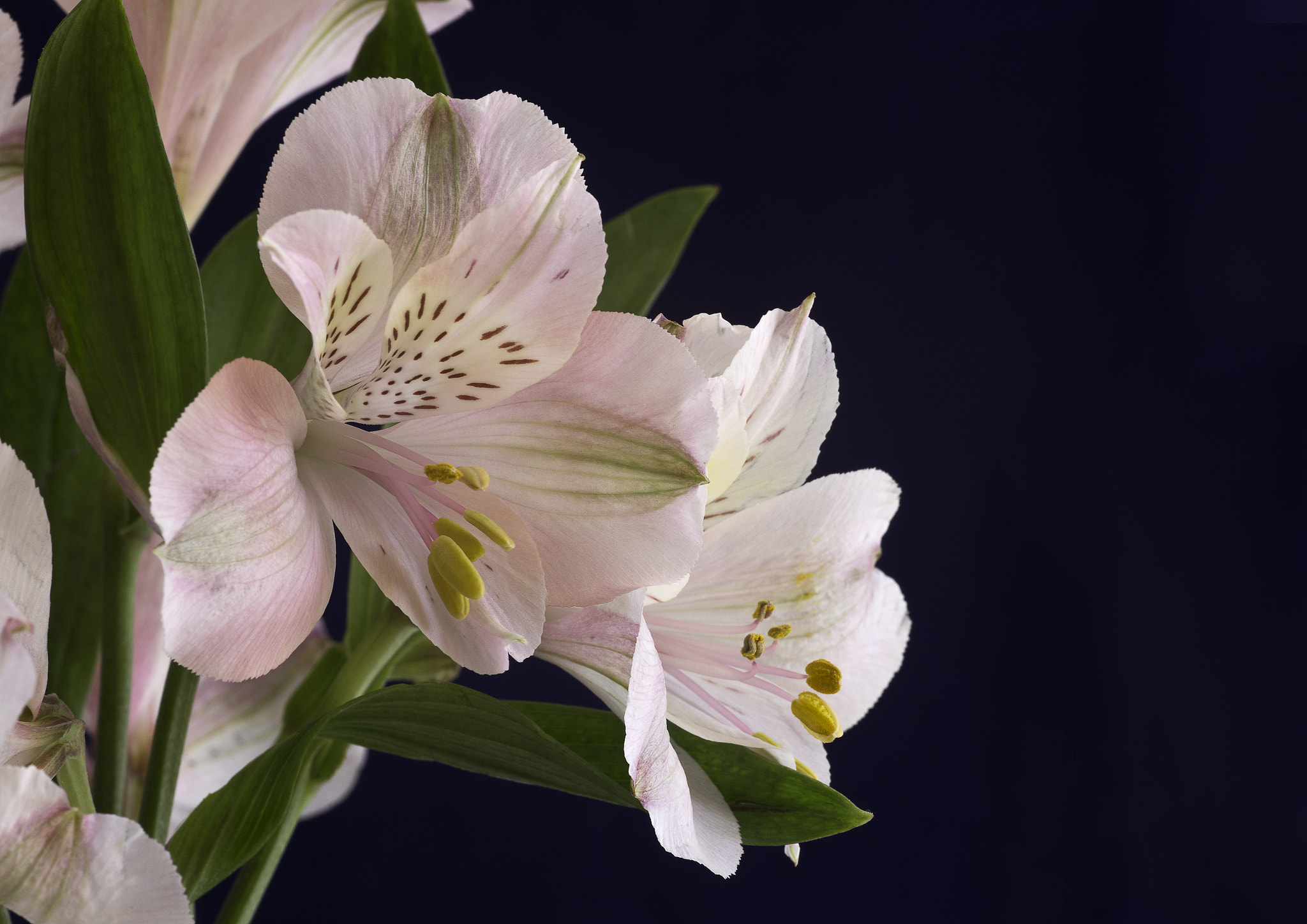 Canon EOS 6D + Tamron SP AF 90mm F2.8 Di Macro sample photo. Alstroemeria photography