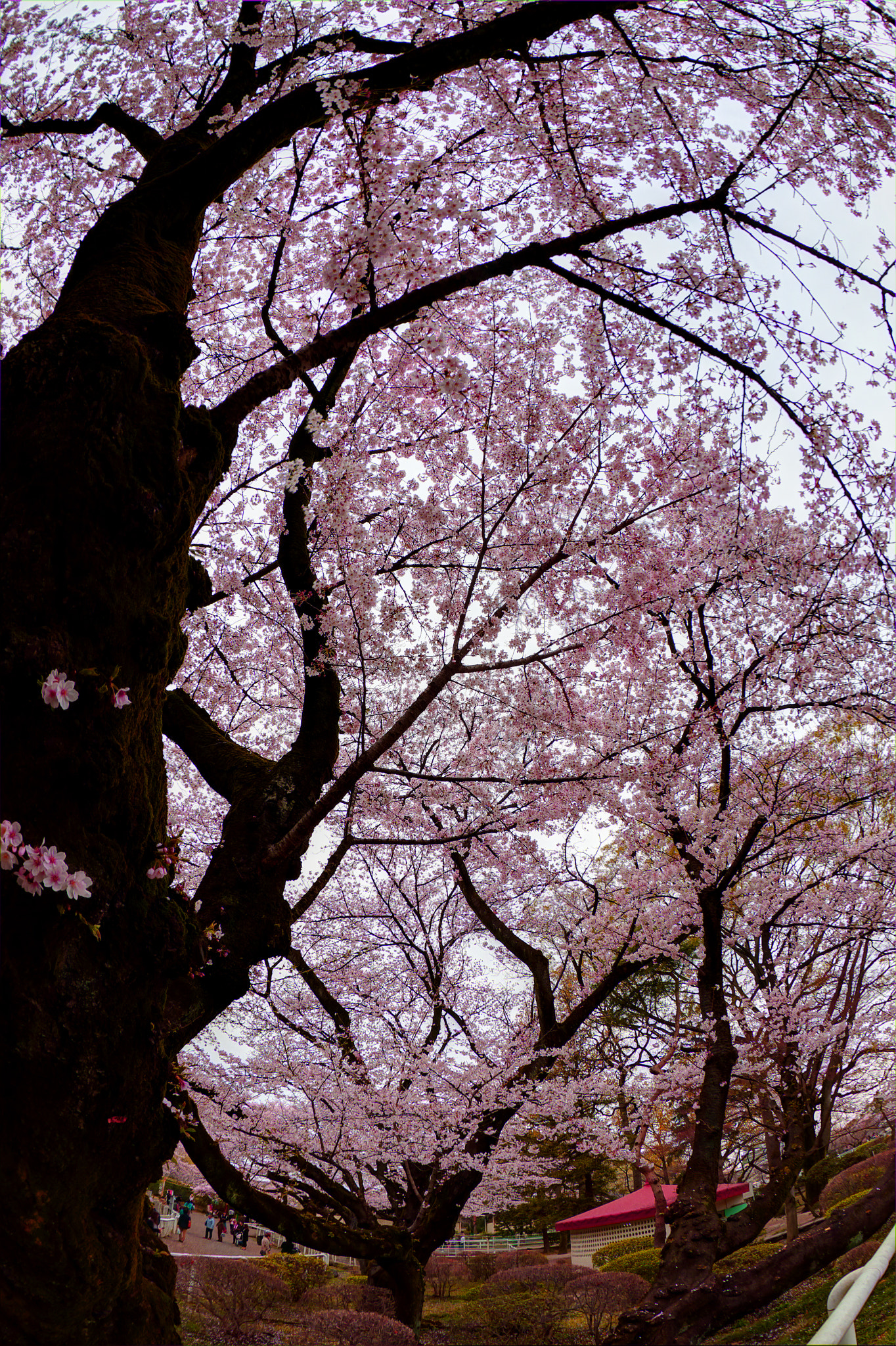 Canon EF 8-15mm F4L Fisheye USM sample photo. Cherry blossoms photography
