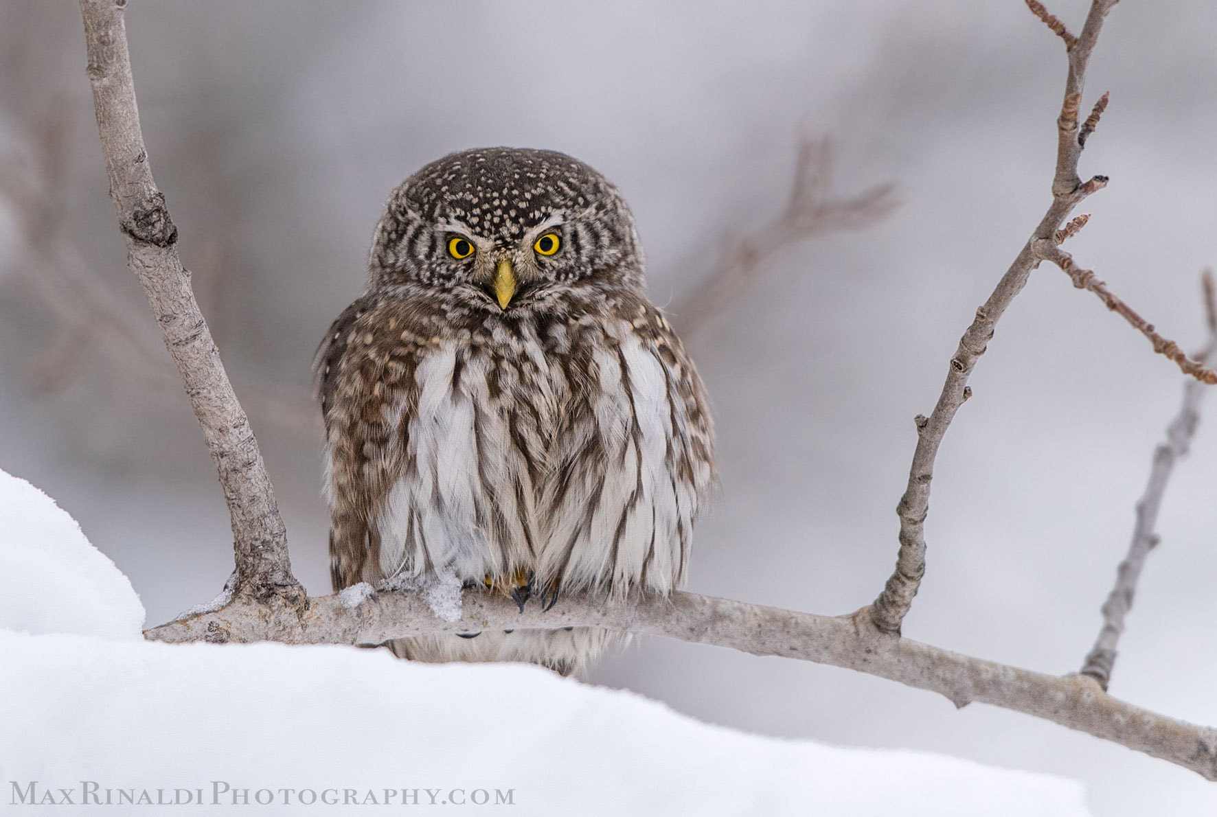 Pygmy beauty by Max Rinaldi / 500px