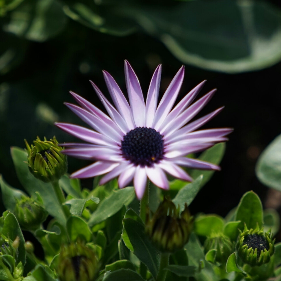 Sony a7 + Sony FE 70-200mm F4 G OSS sample photo. Spring blooming photography