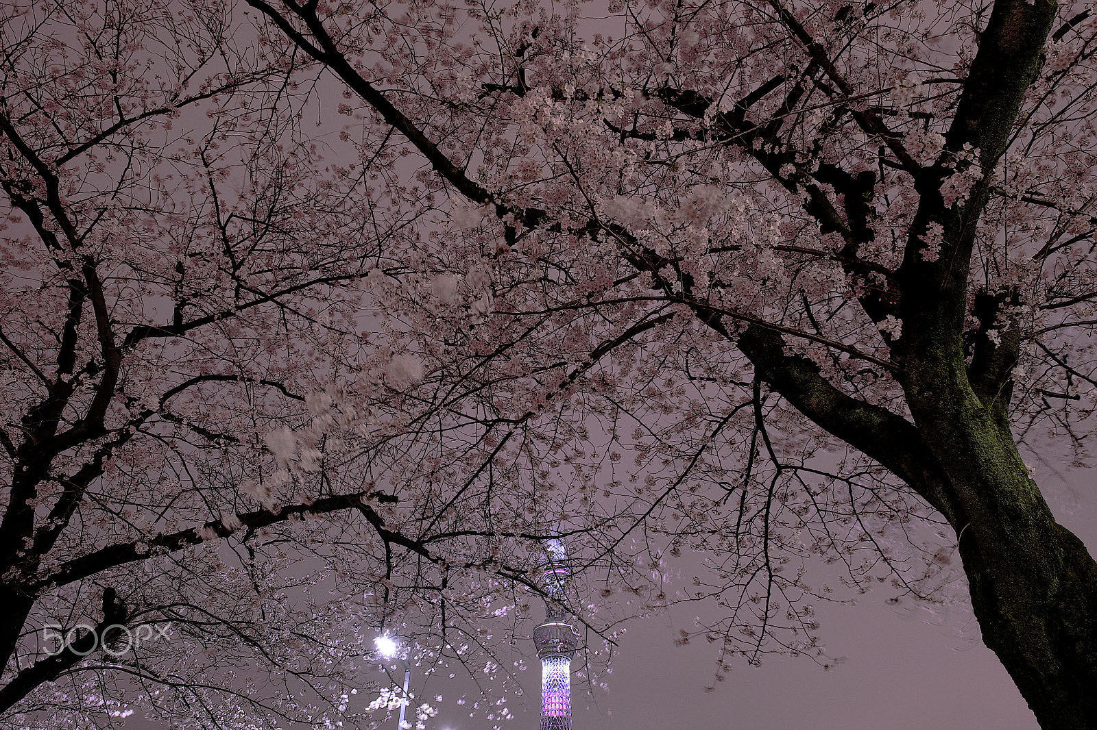 Fujifilm X-M1 + Fujifilm XF 14mm F2.8 R sample photo. Sakura night photography