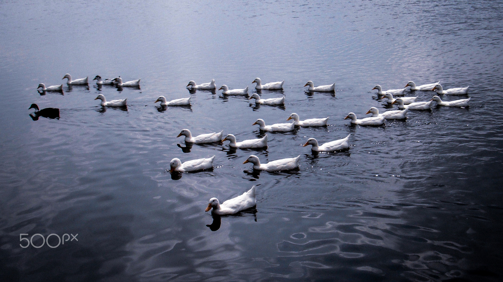 FujiFilm FinePix Z70 (FinePix Z71) sample photo. Ducks swimming in triangle formation photography