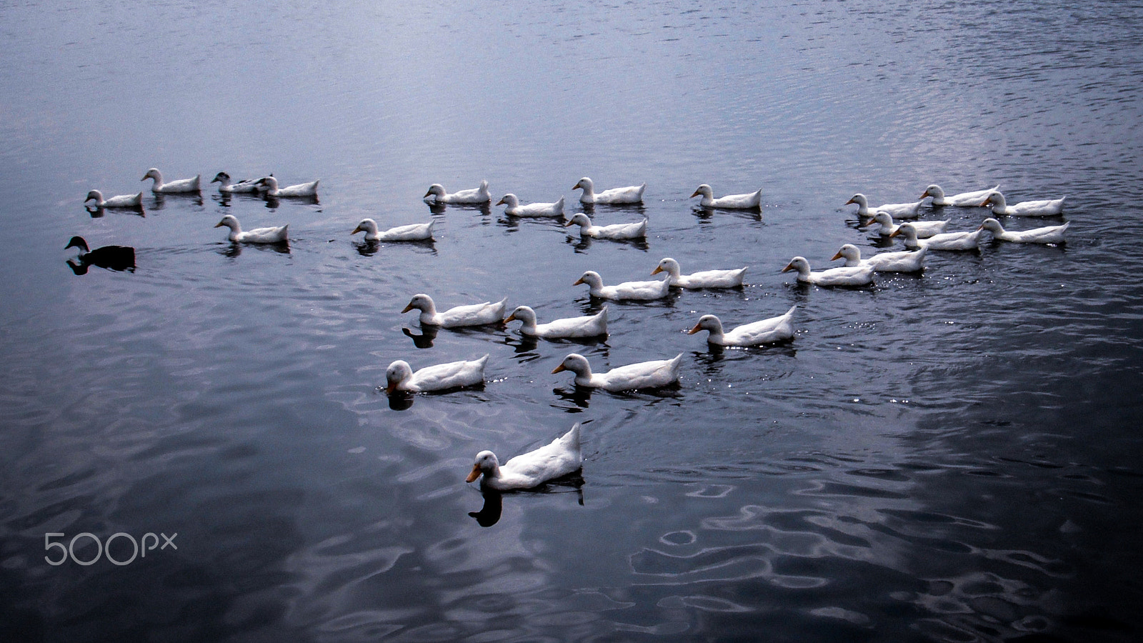 FujiFilm FinePix Z70 (FinePix Z71) sample photo. Ducks swimming in triangle formation photography