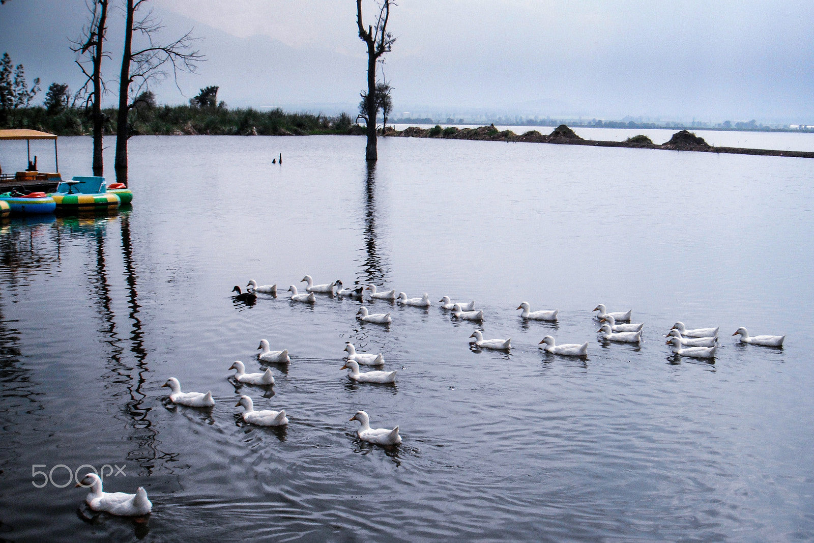 FujiFilm FinePix Z70 (FinePix Z71) sample photo. Ducks swimming in zapotlan's lake photography