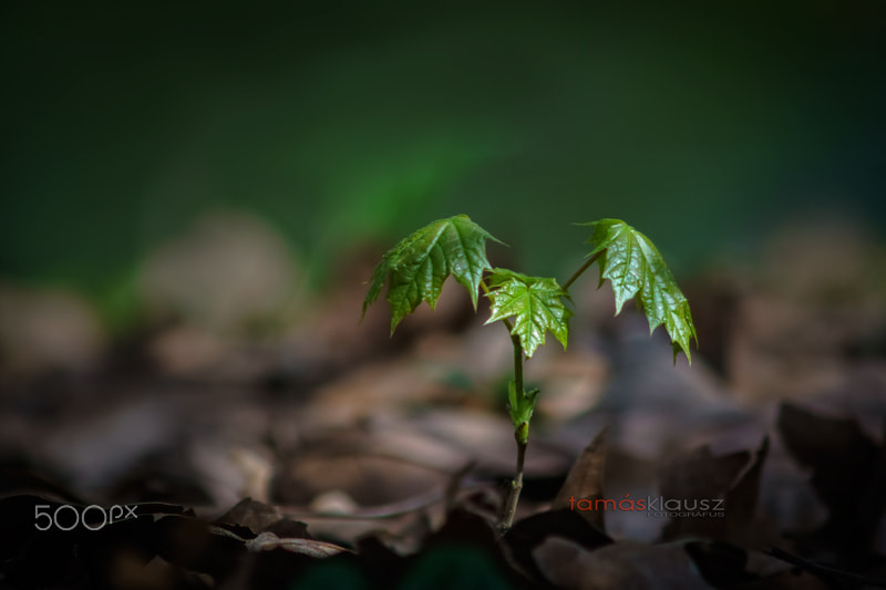 Minolta AF 70-210mm F4 Macro sample photo. New life photography