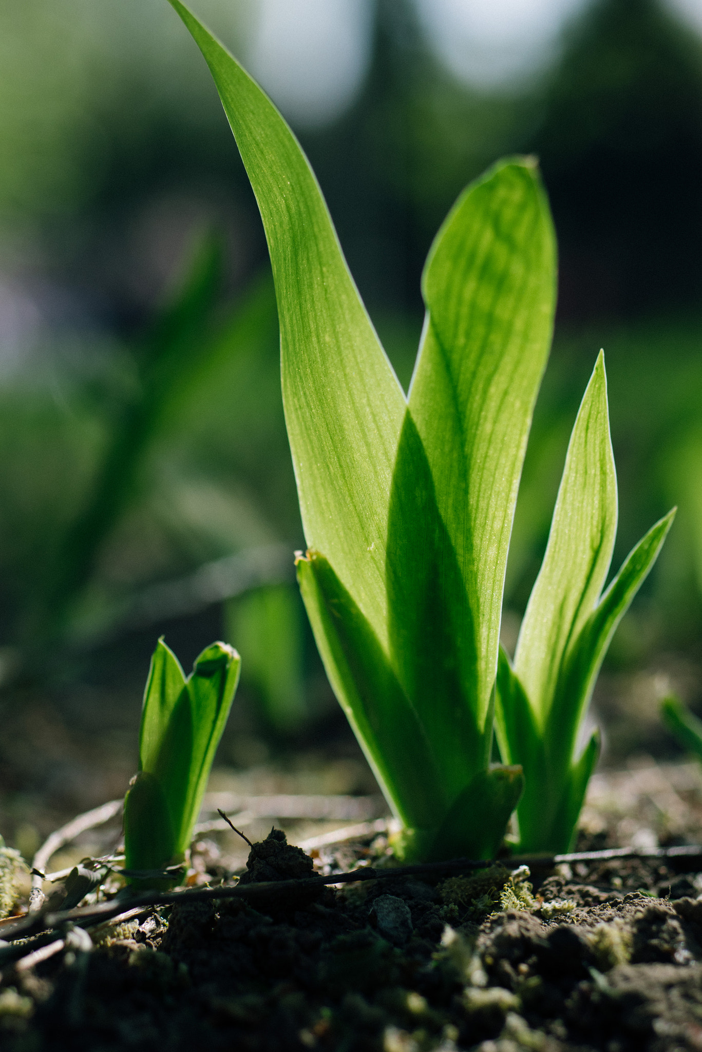 Panasonic DMC-GM1S + Panasonic Lumix G 42.5mm F1.7 ASPH Power OIS sample photo. Plant competition photography