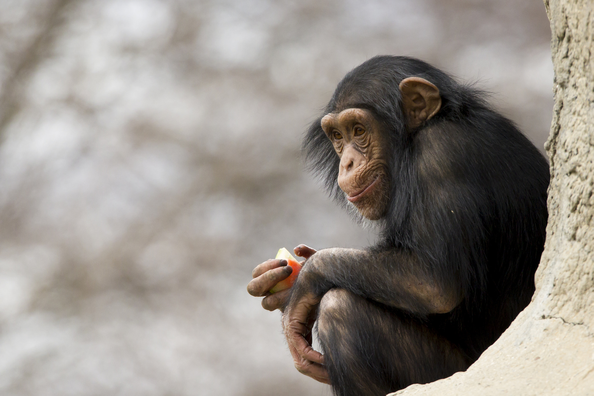 Sigma 150-600mm F5-6.3 DG OS HSM | C sample photo. Smiling chimp photography