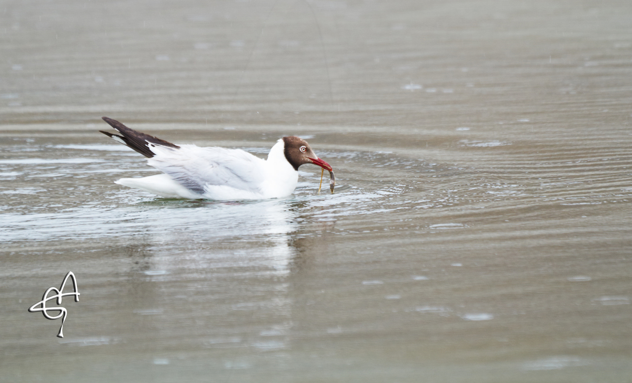 Sony 70-400mm F4-5.6 G SSM II sample photo. Brown headed gul photography