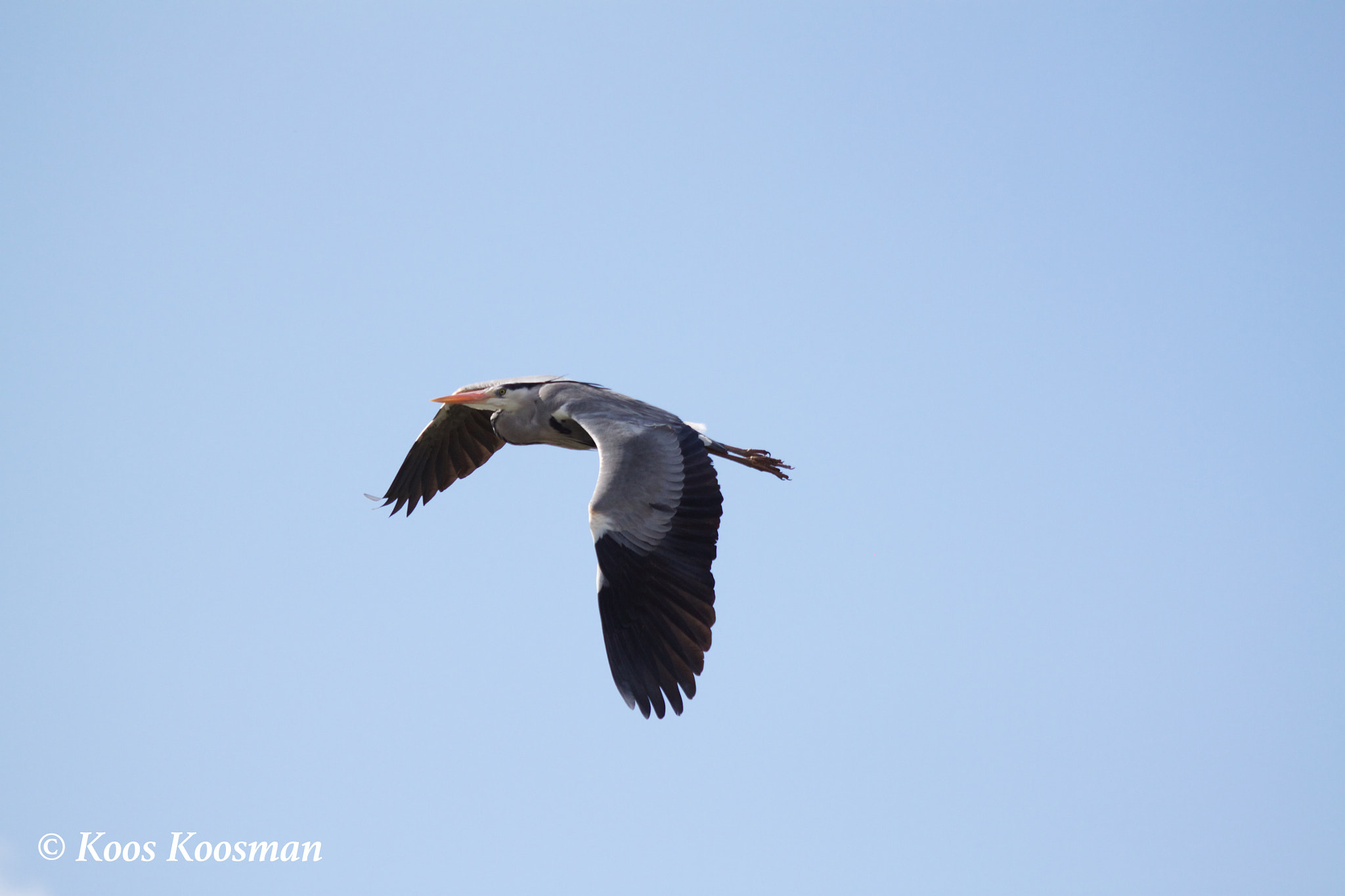 Canon EF 100-400mm F4.5-5.6L IS USM sample photo. Ardeidae photography