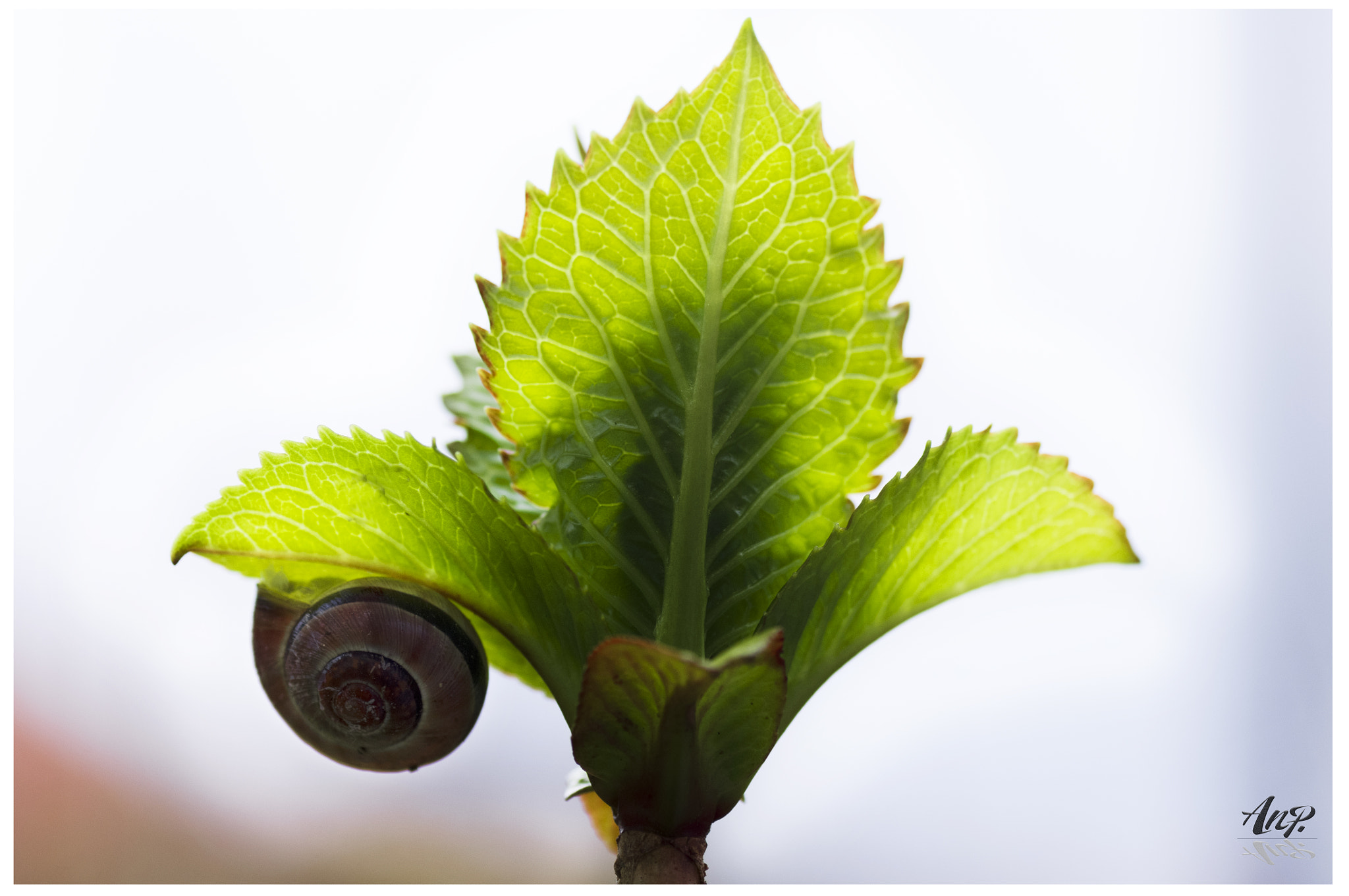 Pentax K-r + Tamron SP AF 90mm F2.8 Di Macro sample photo. A snail photography