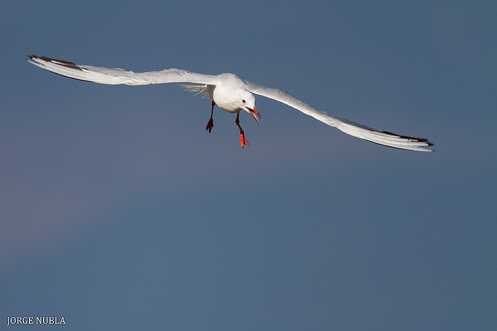 Canon EF 500mm F4L IS II USM sample photo. Gaviota picofina (larus genei). photography
