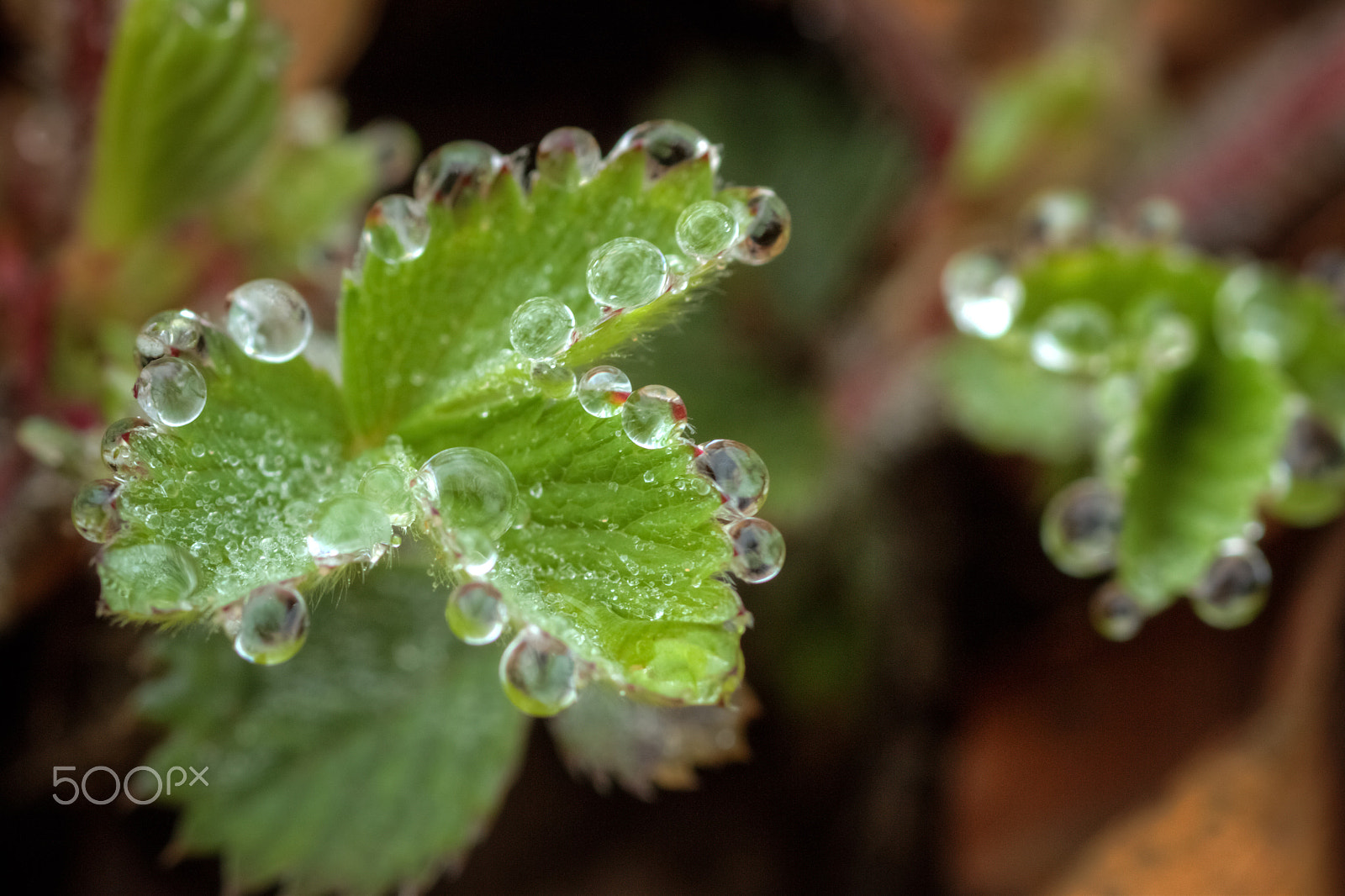 Canon EOS 600D (Rebel EOS T3i / EOS Kiss X5) + Canon EF 100mm F2.8 Macro USM sample photo. ♣ morning natural jewels photography